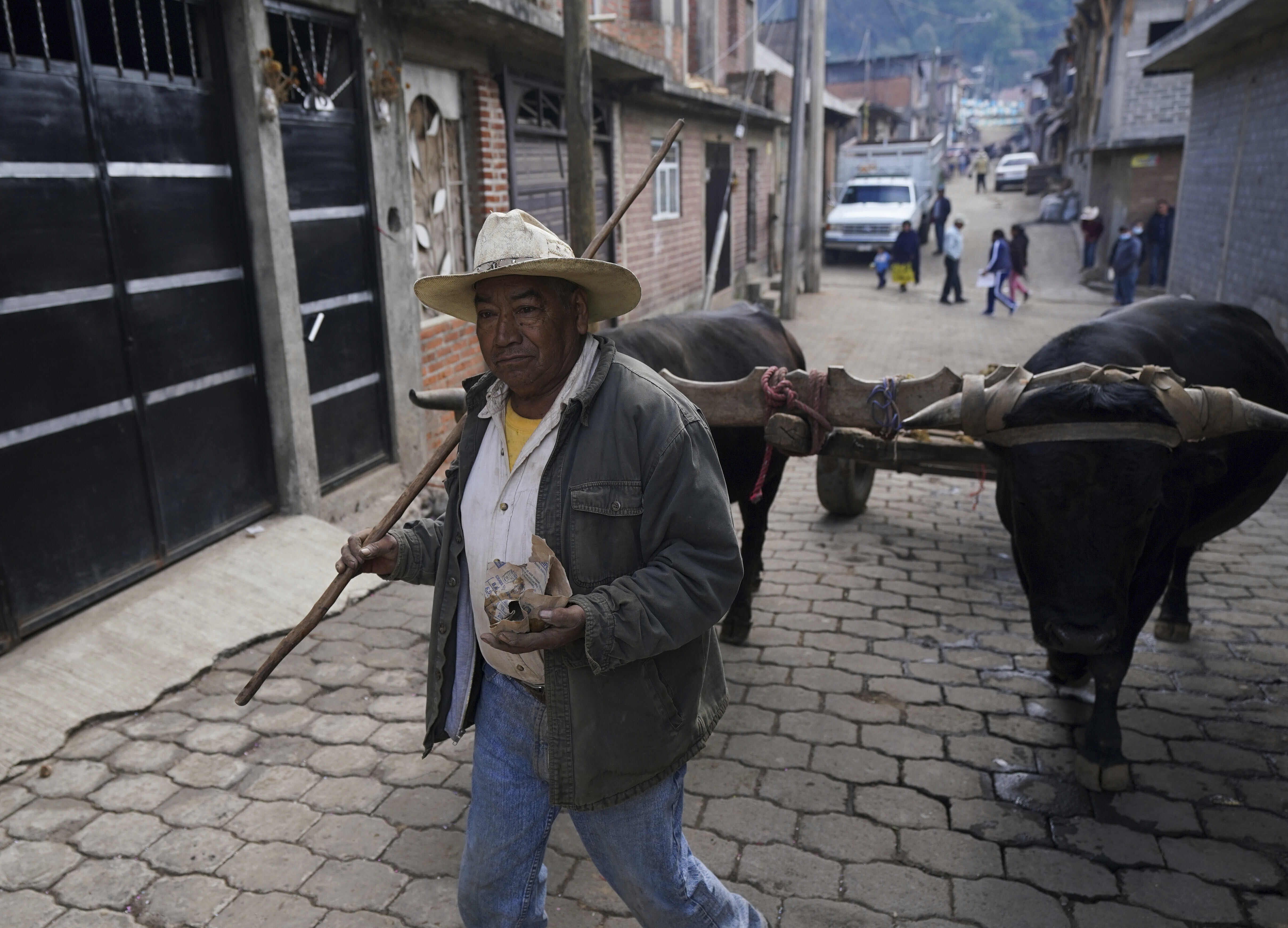 A farmer drives his oxen through the streets of the Puerpecha Indigenous community of Comachuen, Mexico