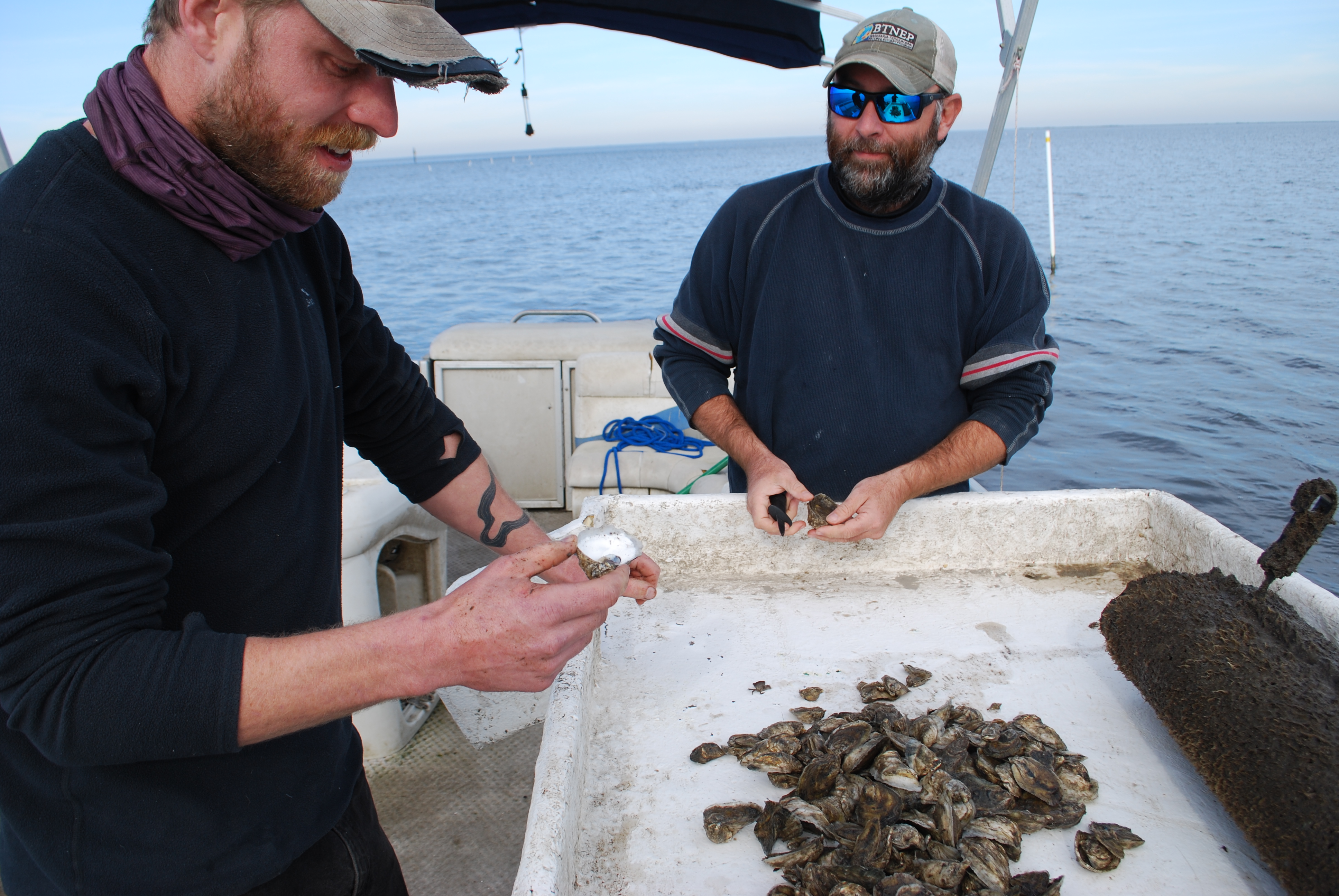 Lacava and Maurer test the oysters from Maurer's plot.