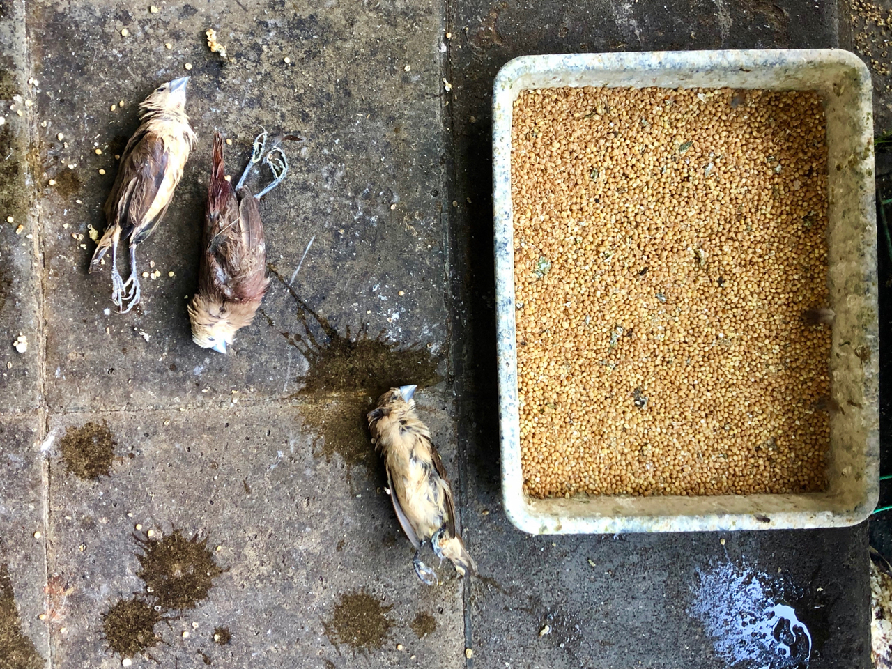 Dead birds lie on the ground in the Bali Bird Market