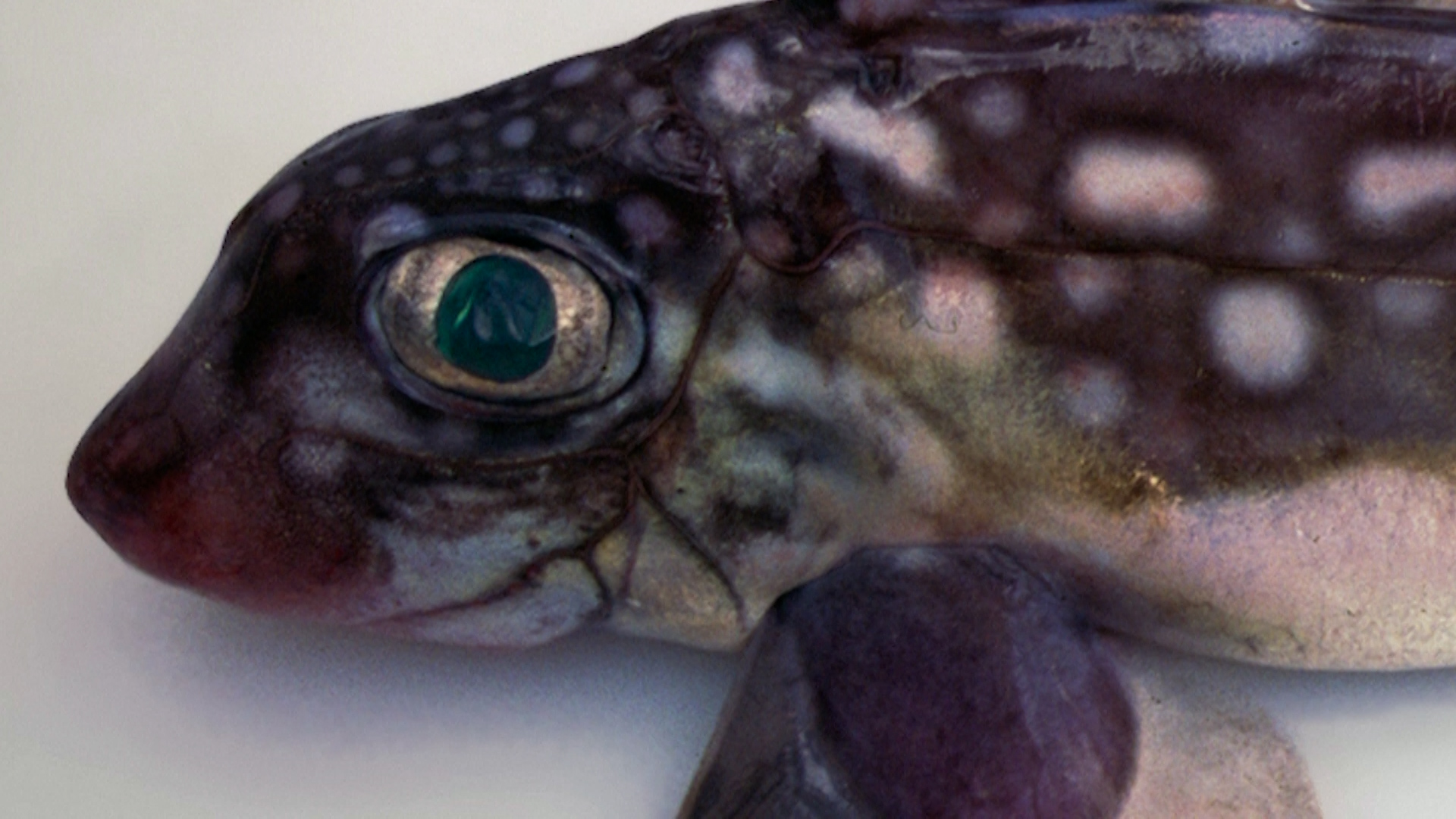 A close up picture of the ghost baby sharl with large eyes and mottled brown skin that was found off New Zealand