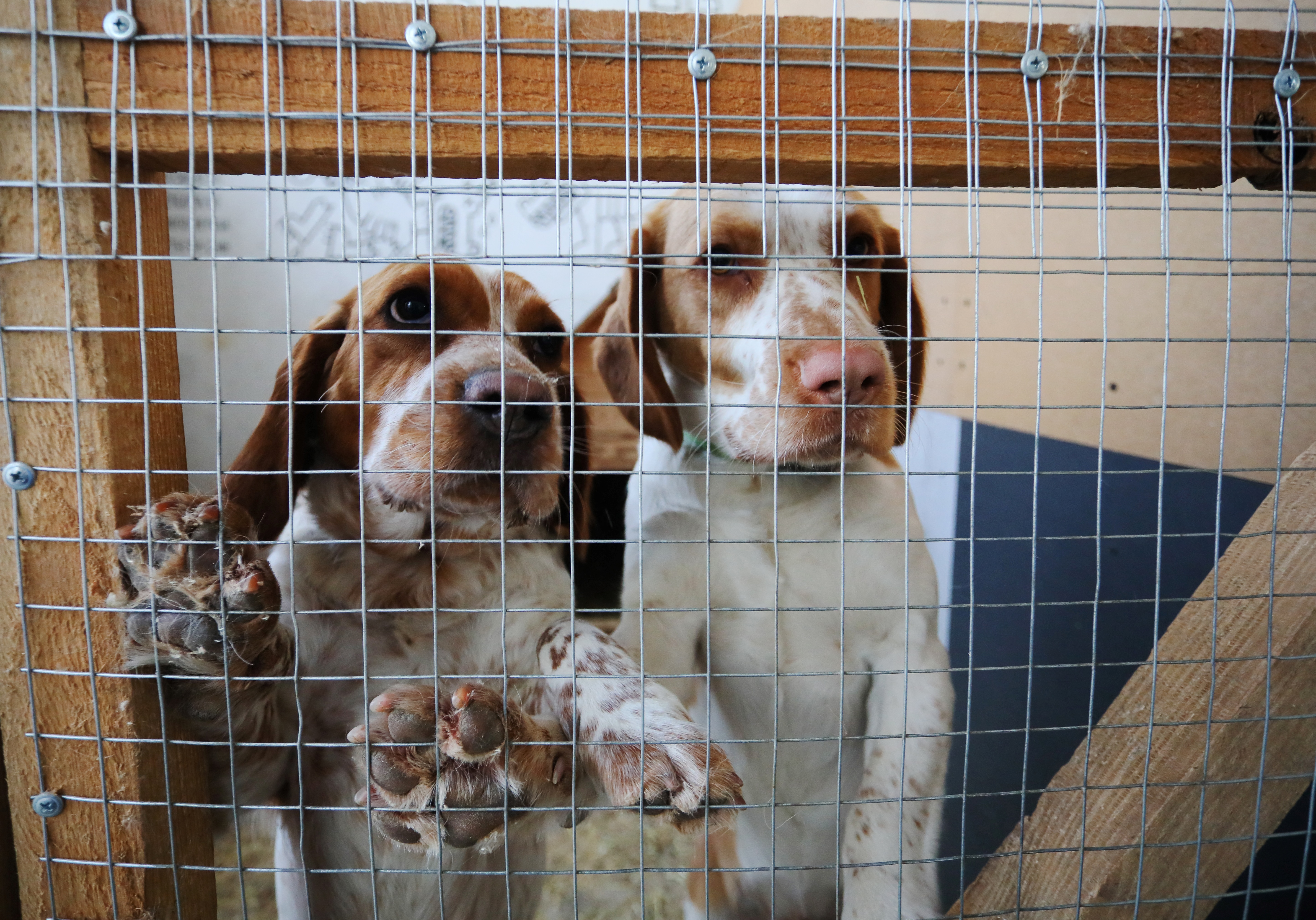 Dogs in an aviary in the "Home for Rescued Animals" shelter in the western Ukrainian city of Lviv