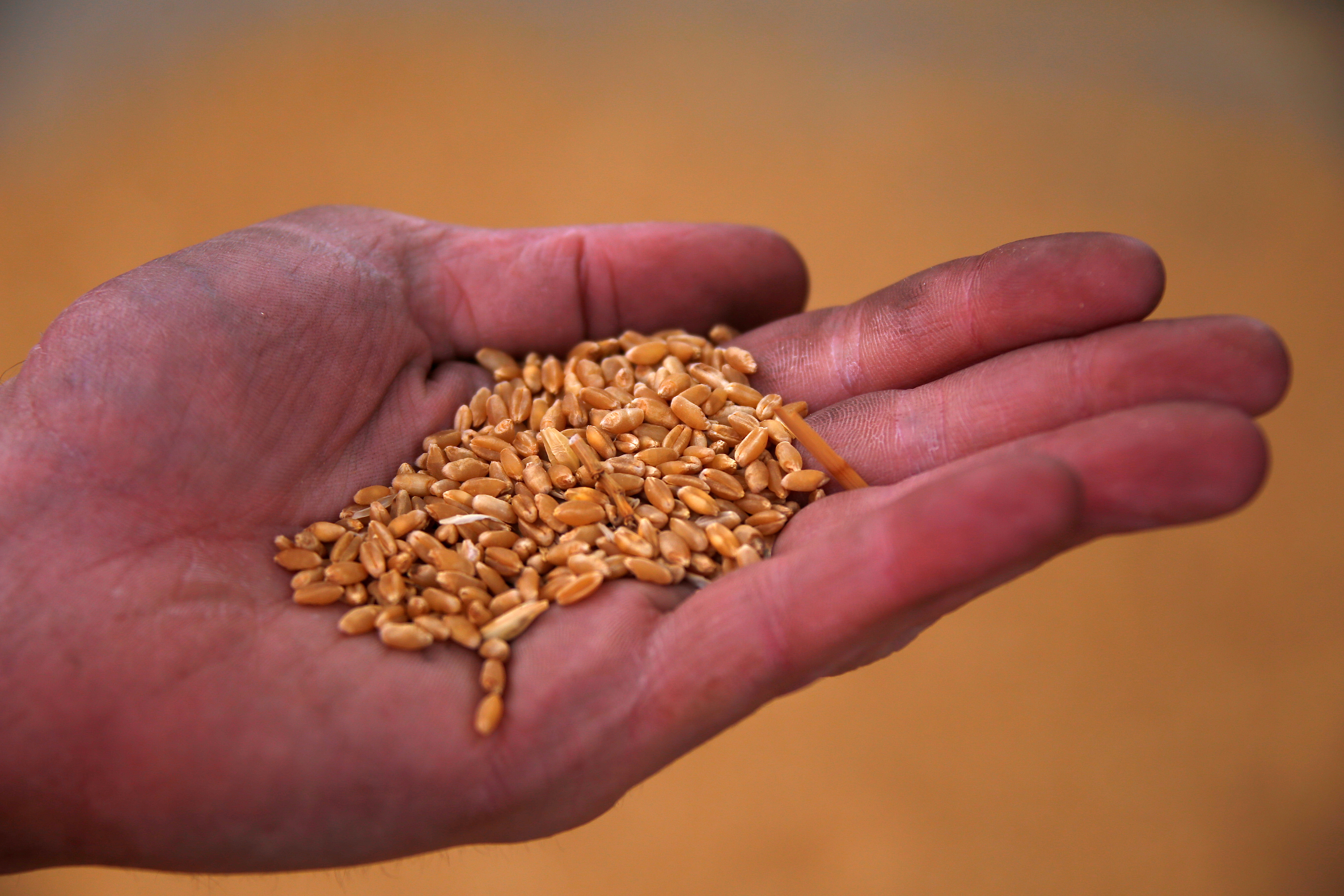 man holds wheat grains