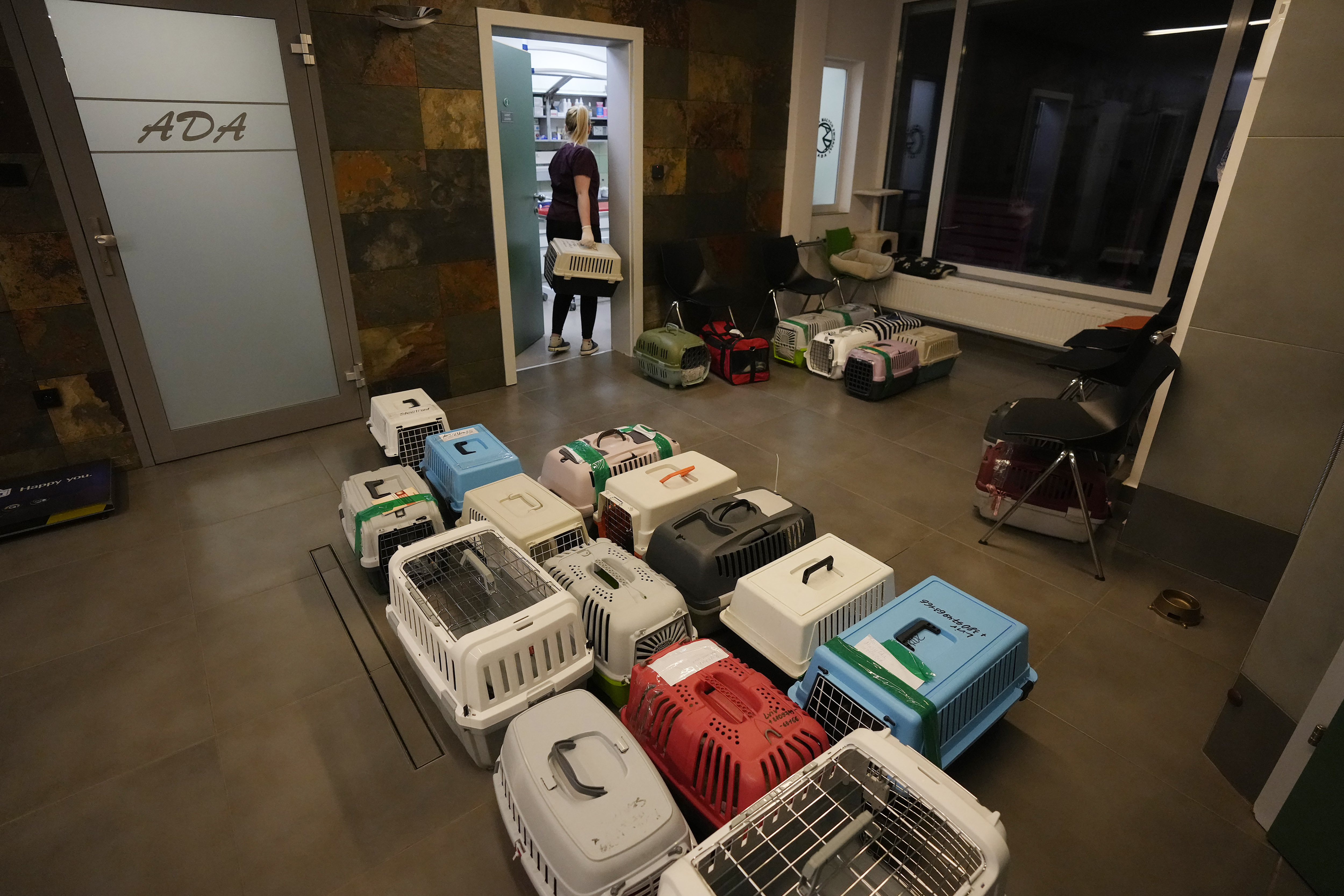 Doctors and volunteers take care of dozens of dogs and cats arriving from Ukraine at night to Przemysl, Poland