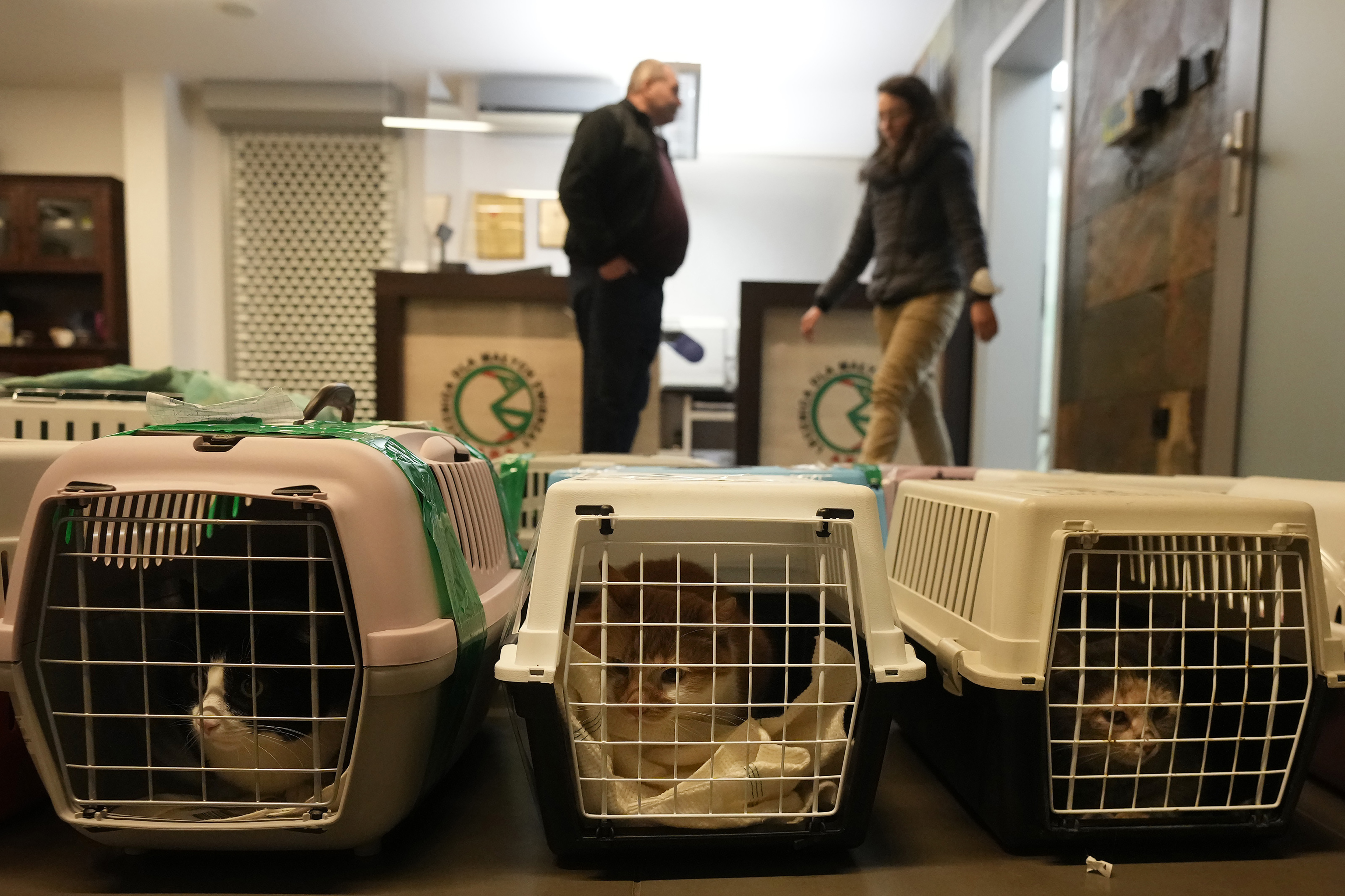 Doctors and volunteers take care of dozens of dogs and cats arriving from Ukraine at night to Przemysl, Poland