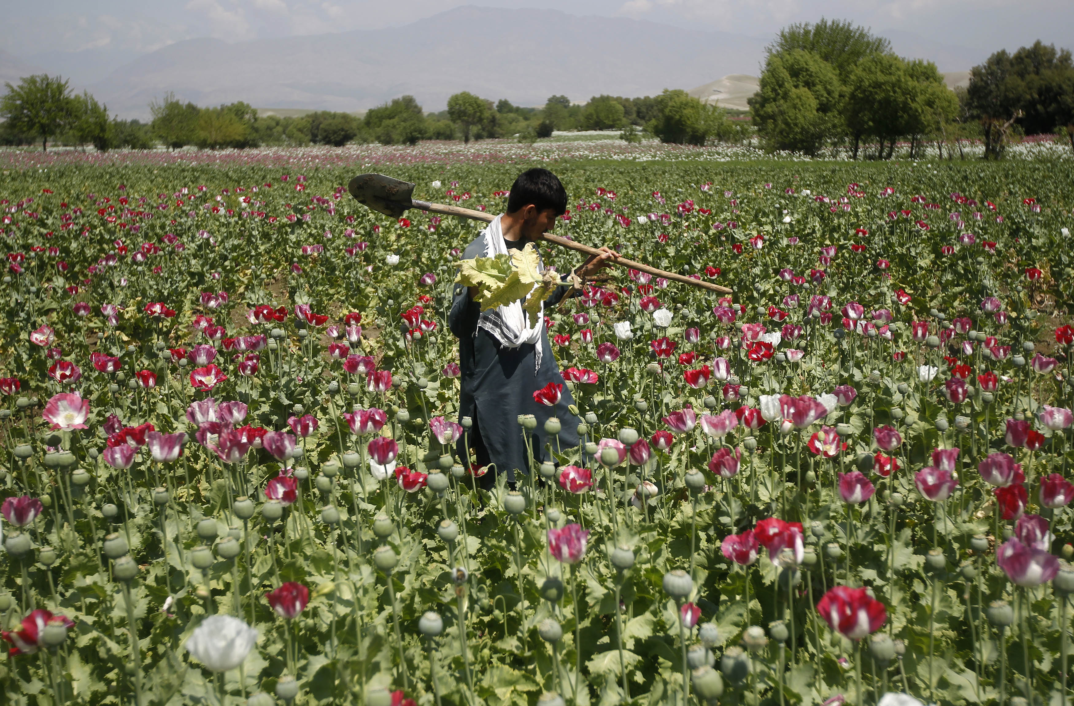 An Afghan man works on a poppy field in Jalalabad province April 17, 2014. [File: Drugs Society Agriculture Enviroment/Reuters]