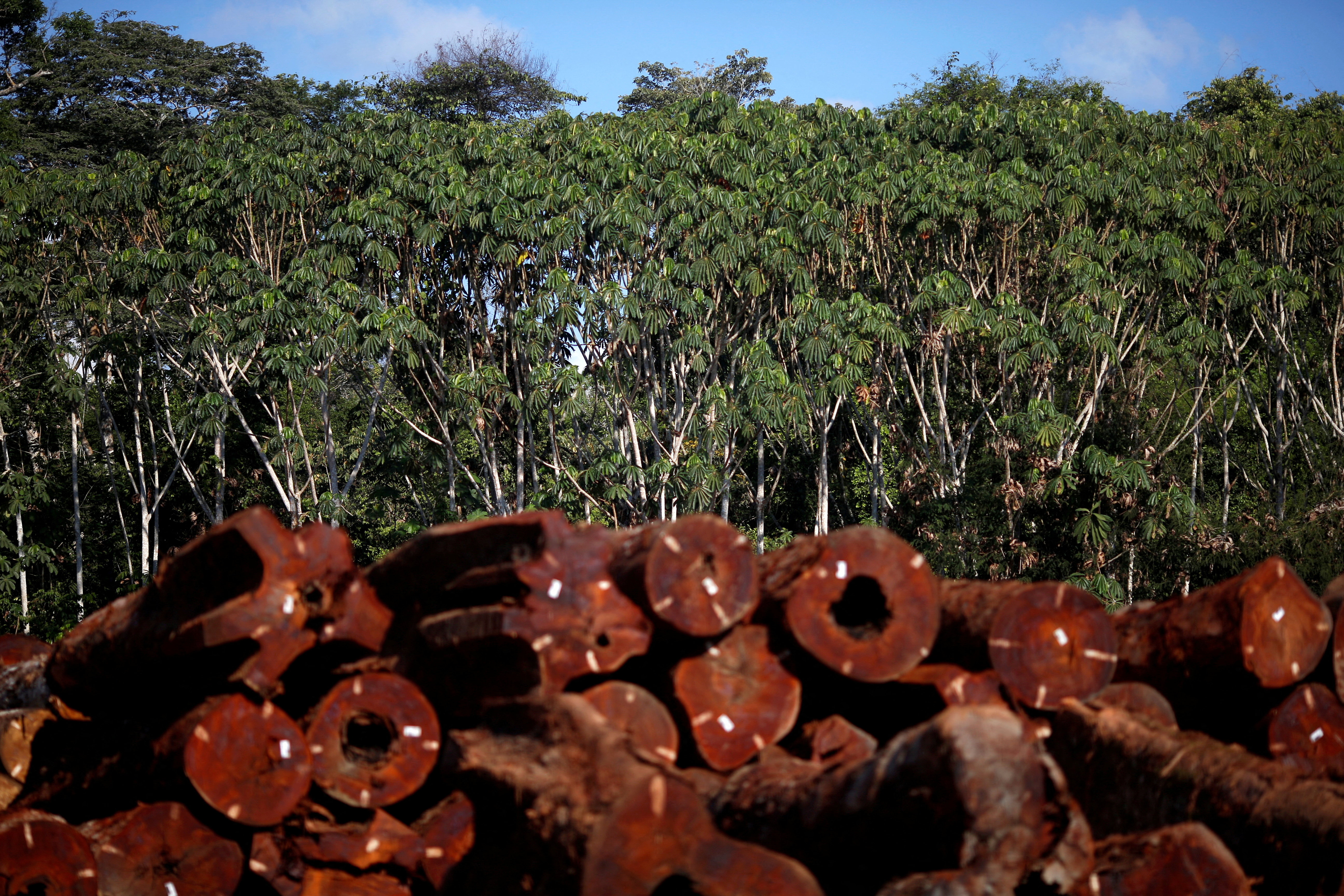 Piles of wood seen in the Amazon rainforest