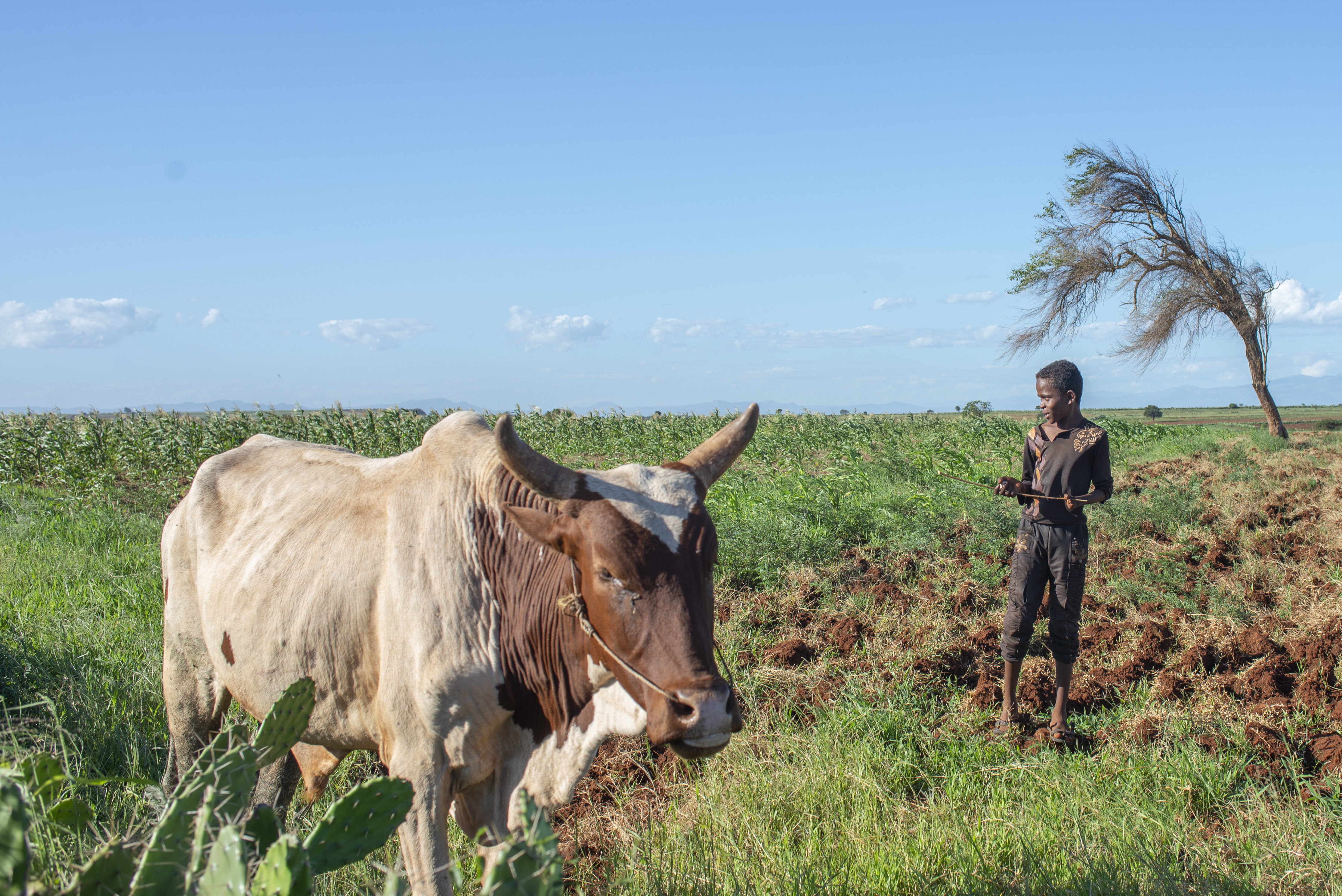 14-year-old Manampe watches over his uncle’s Zebu in Androy Province, Madagascar. He said his family moved to the town of Amboasary to beg for food during the worst of the crisis last year. [Joseph Stepansky/Al Jazeera]