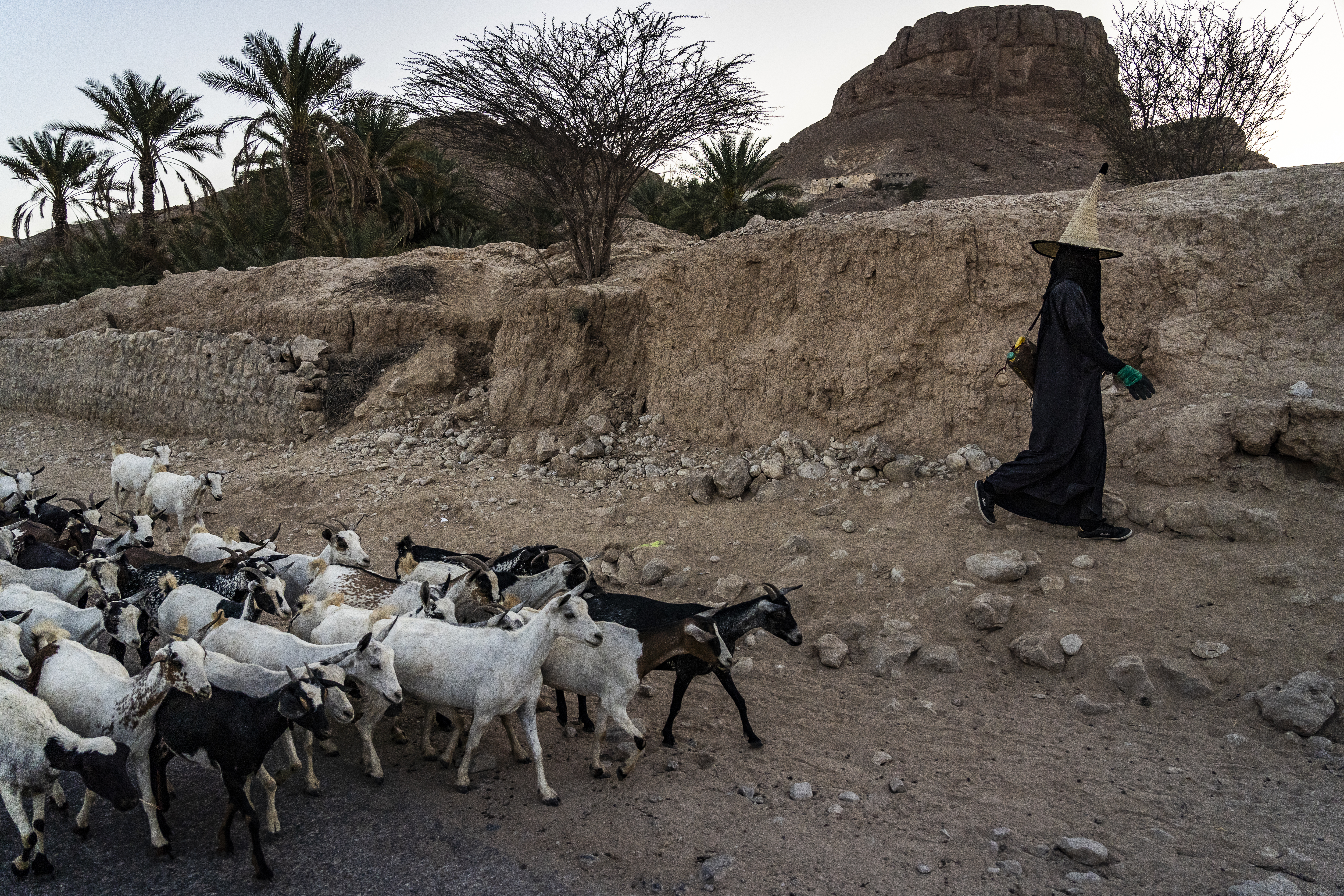 A shepherdess with her goats, Wadi Dawan, Hadhramaut Governorate.