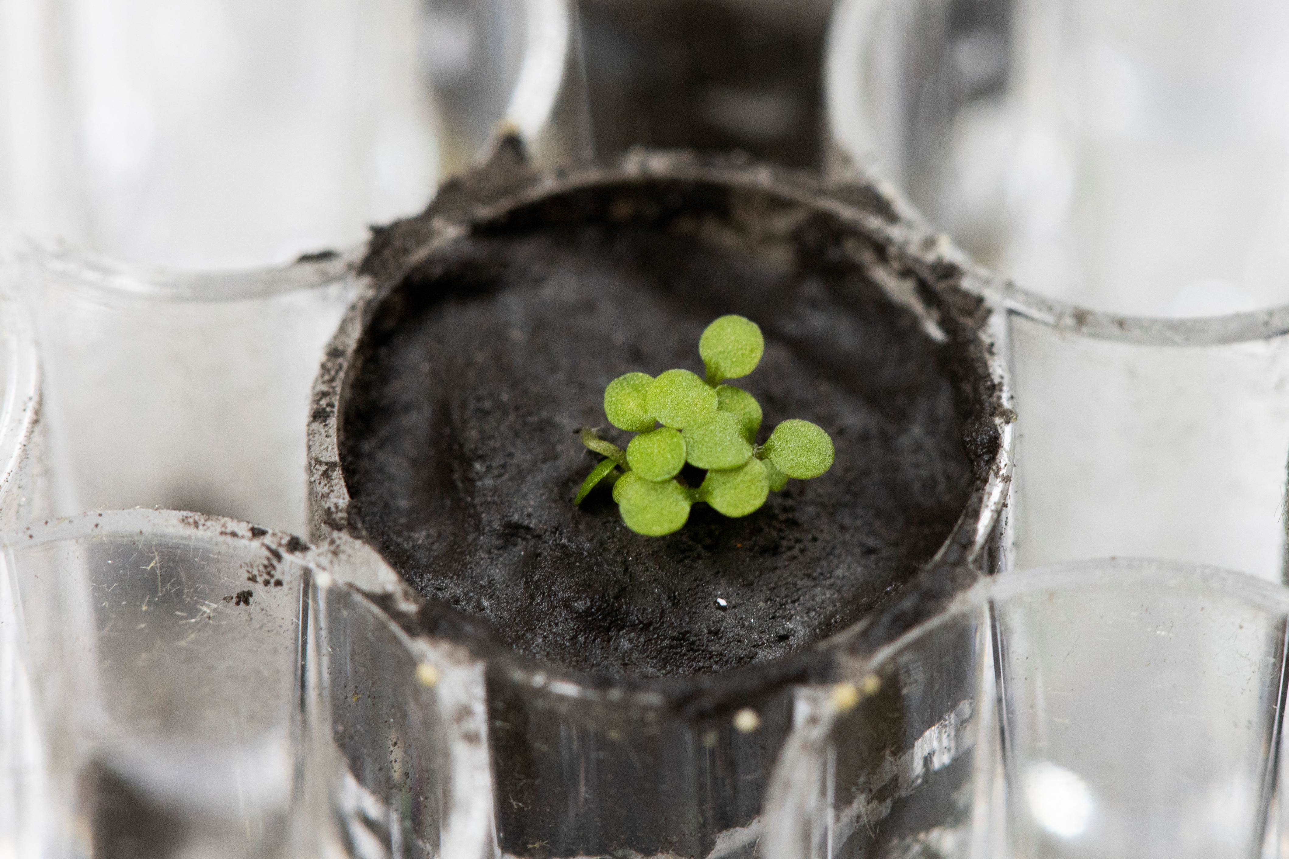 The plant species Arabidopsis thaliana is seen sprouting at a University of Florida laboratory