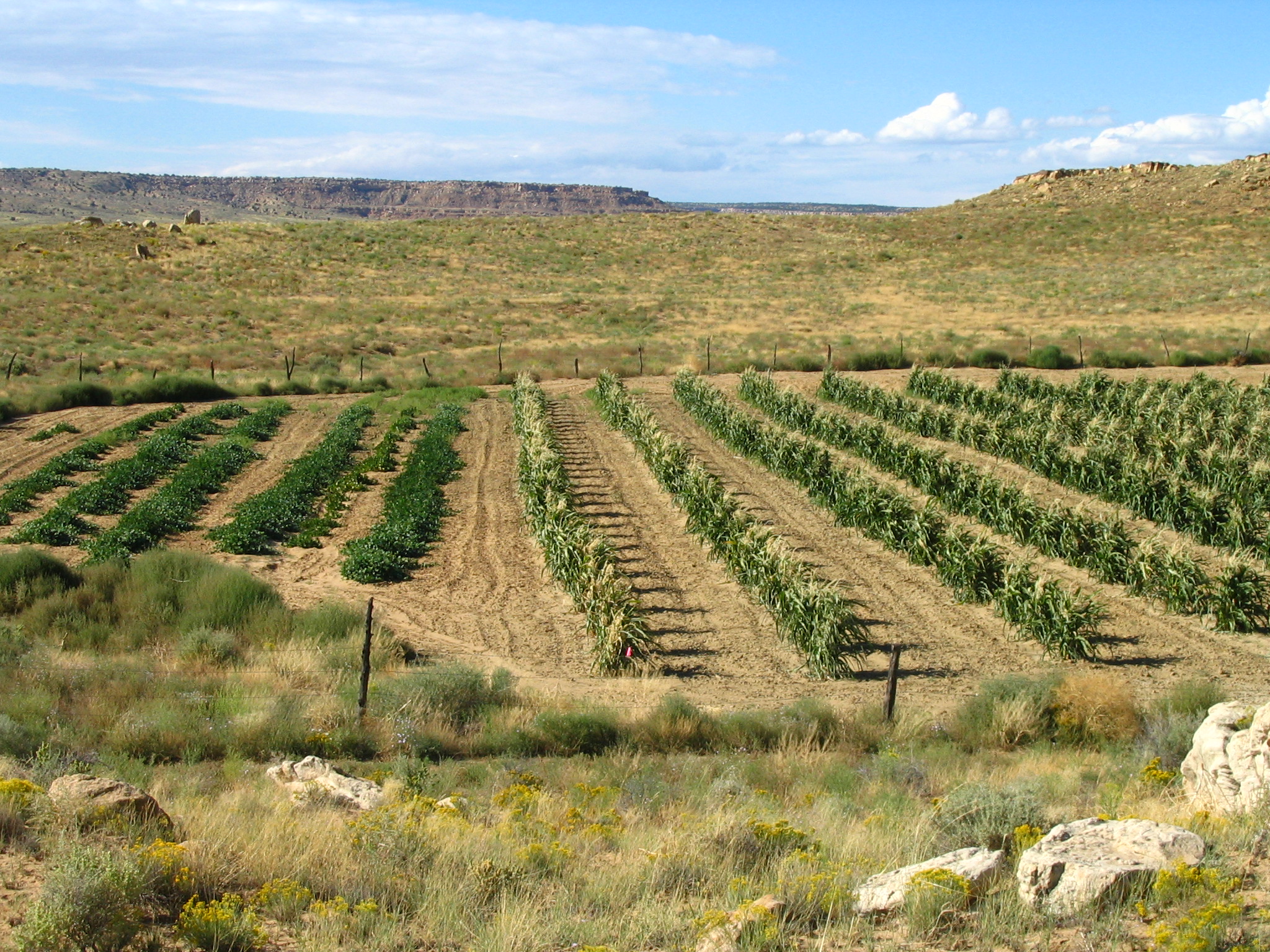 Rows of corn and Hopi Lima Beans