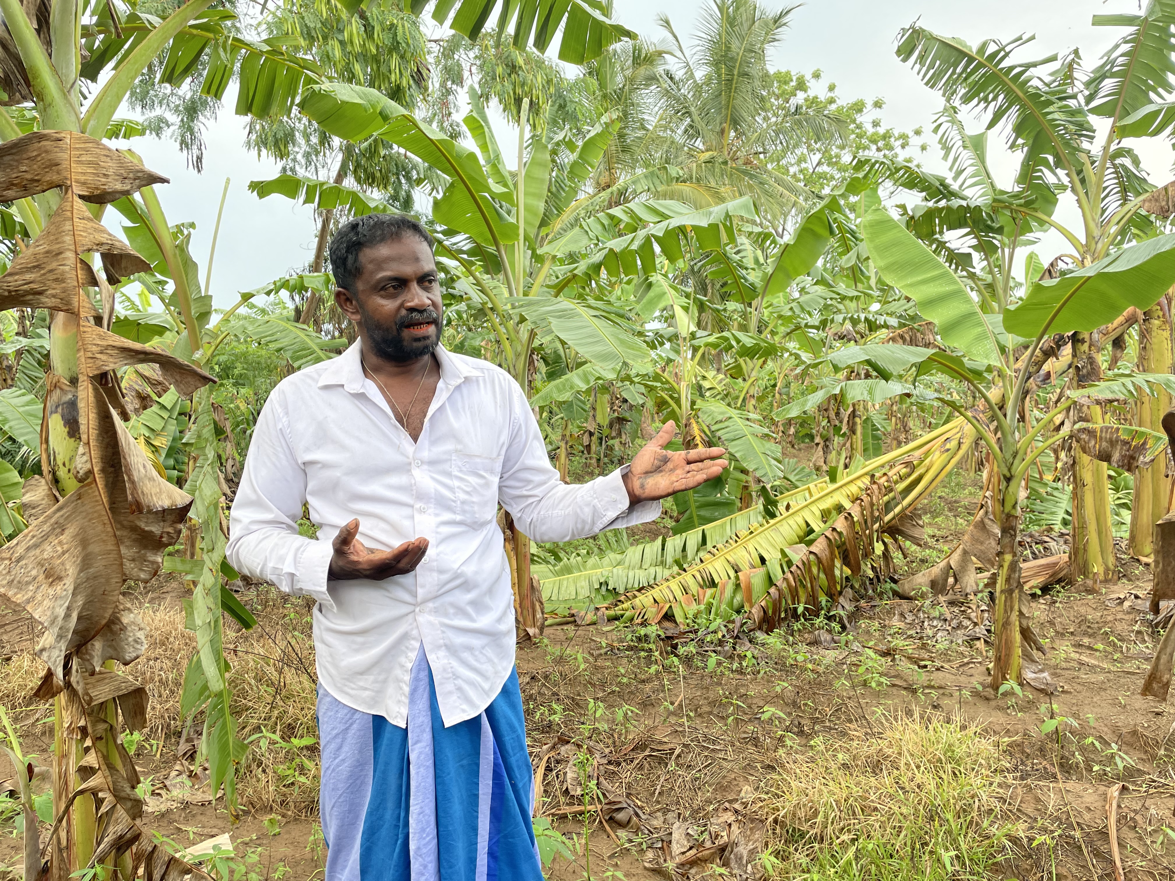 Mahinda Samarawickrema stands in a field of stunted banana trees in Walsapugala, Sri Lanka