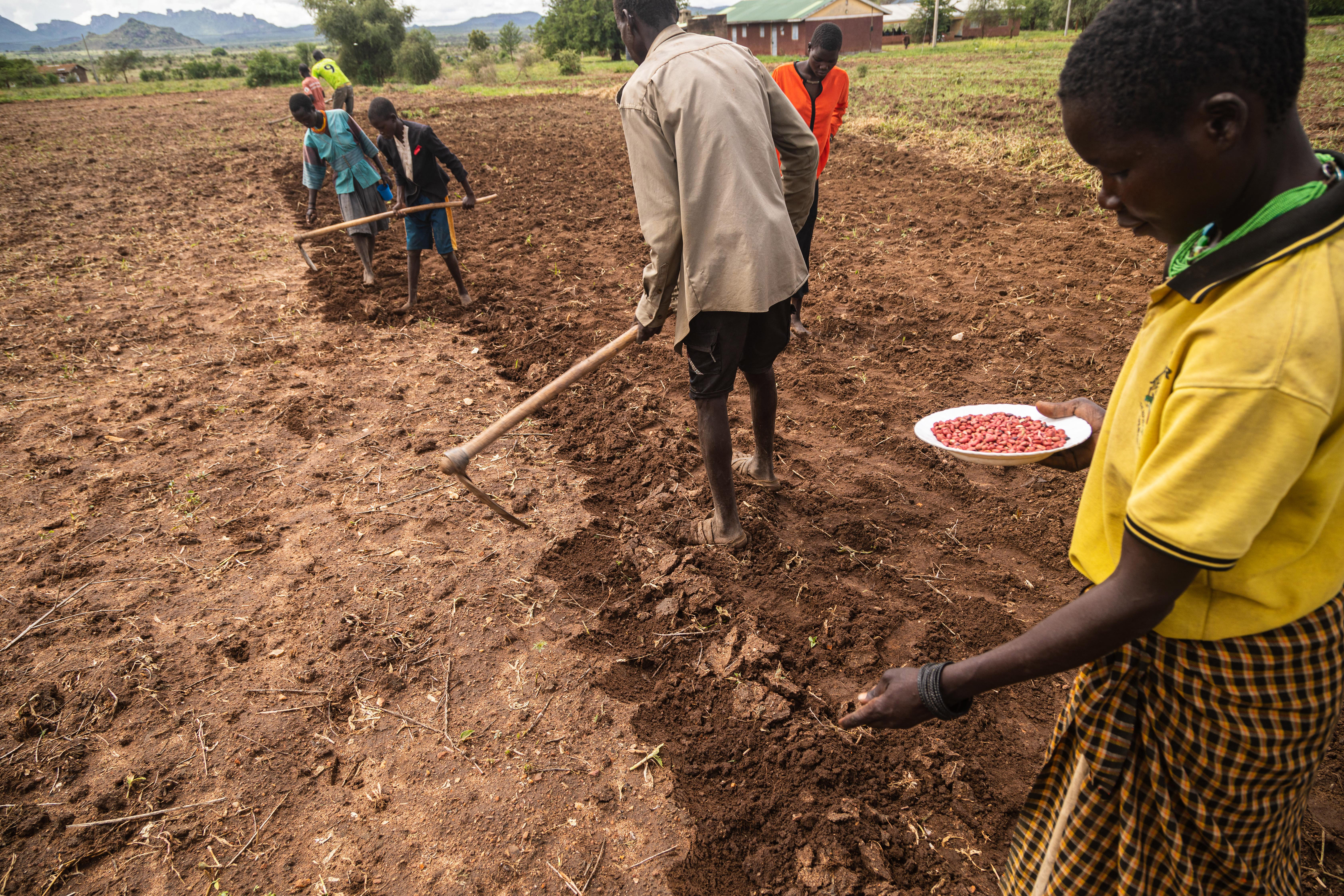 A family plant groundnuts in Kachinga,
