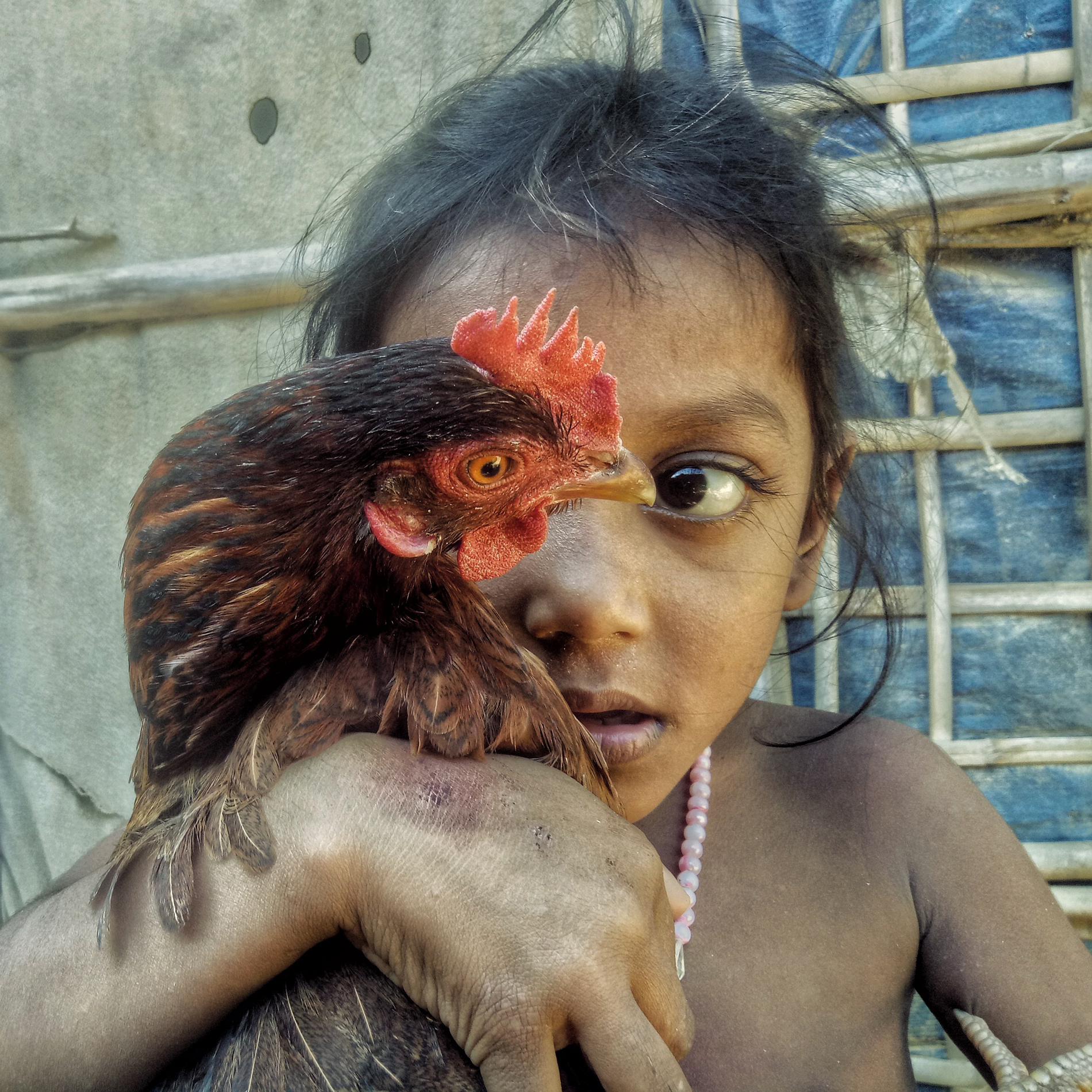 A Rohingya boy holds a cockerel on his wrist