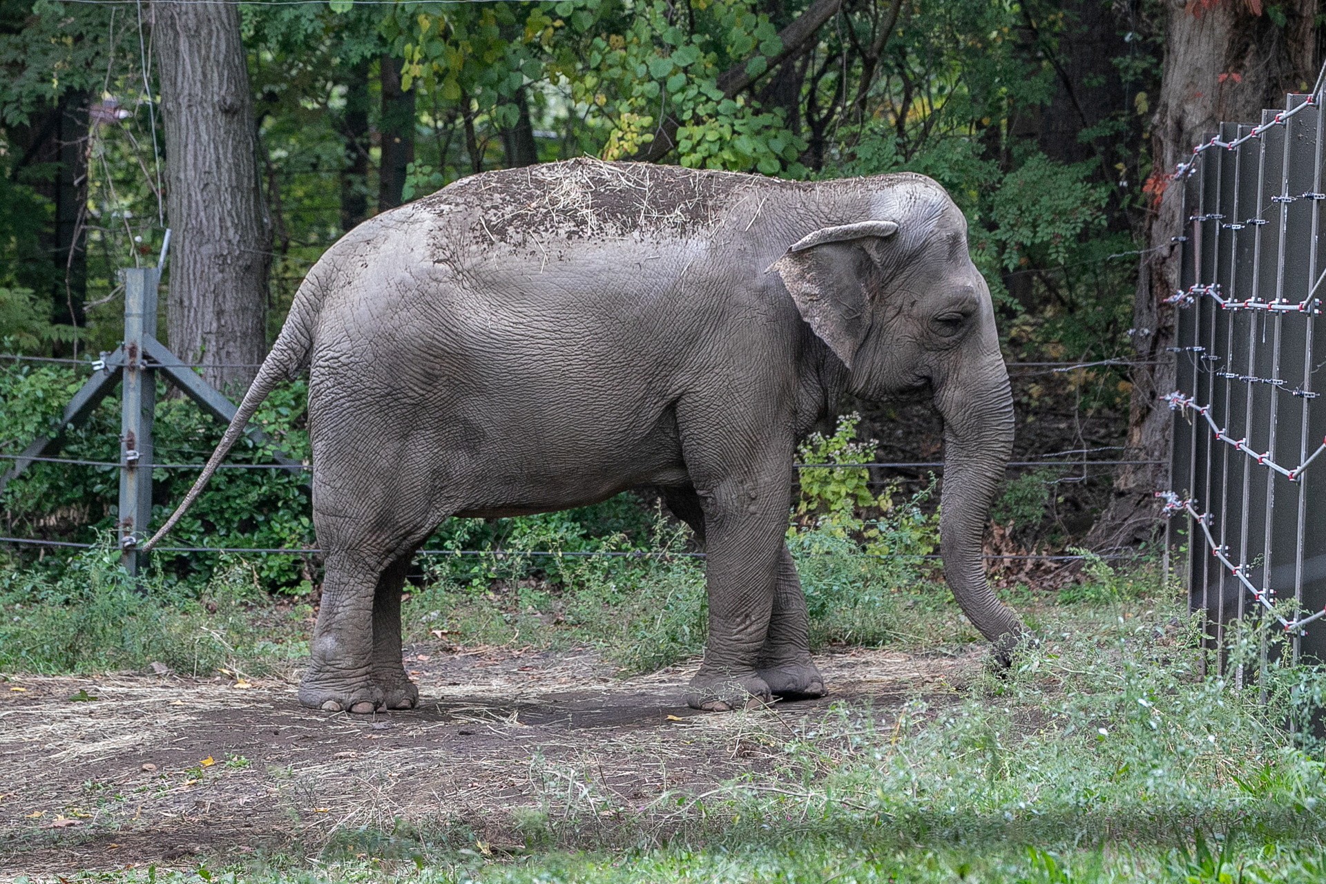 Happy the Elephant