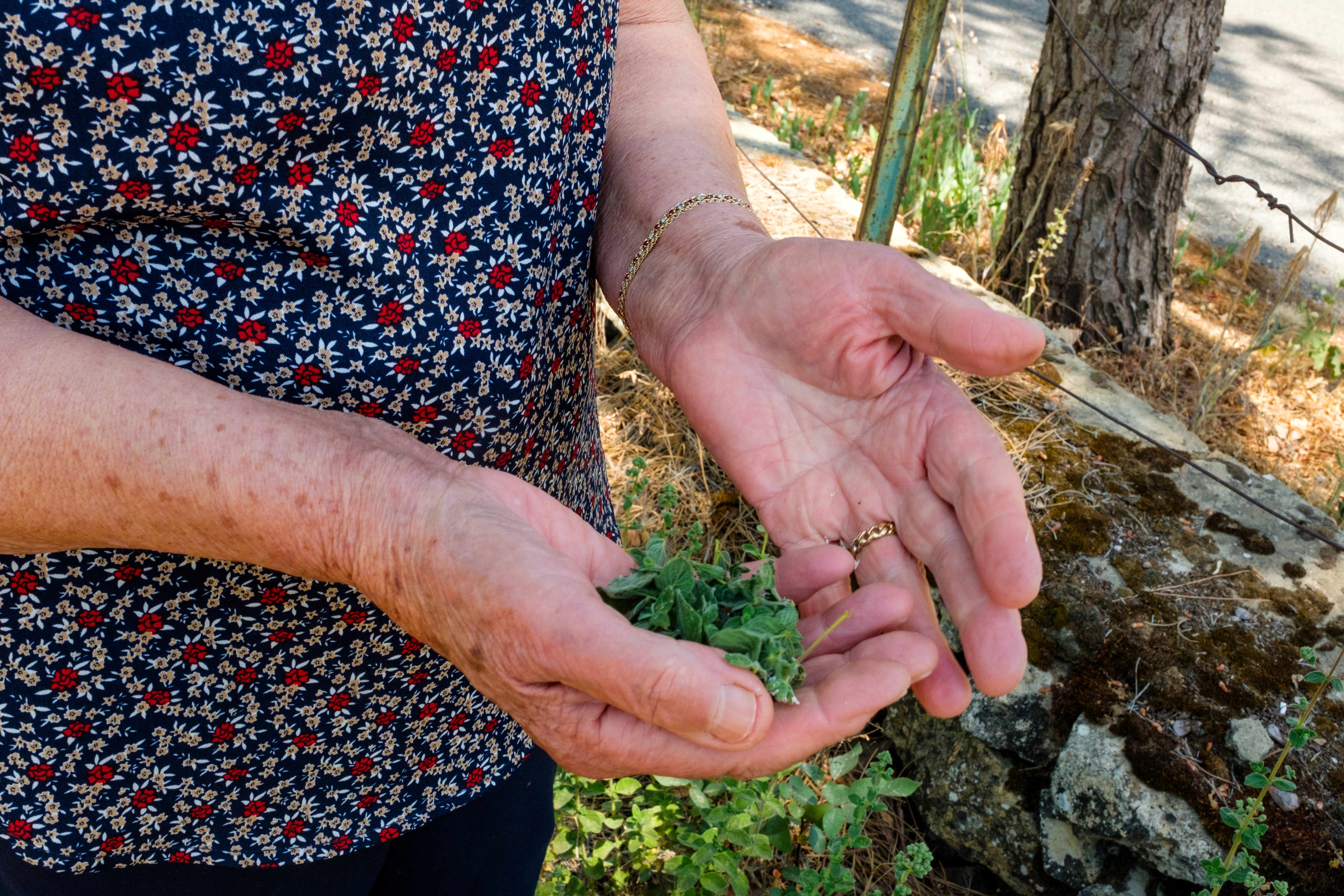 A photo of Amaline's hands holding some wild zaatar