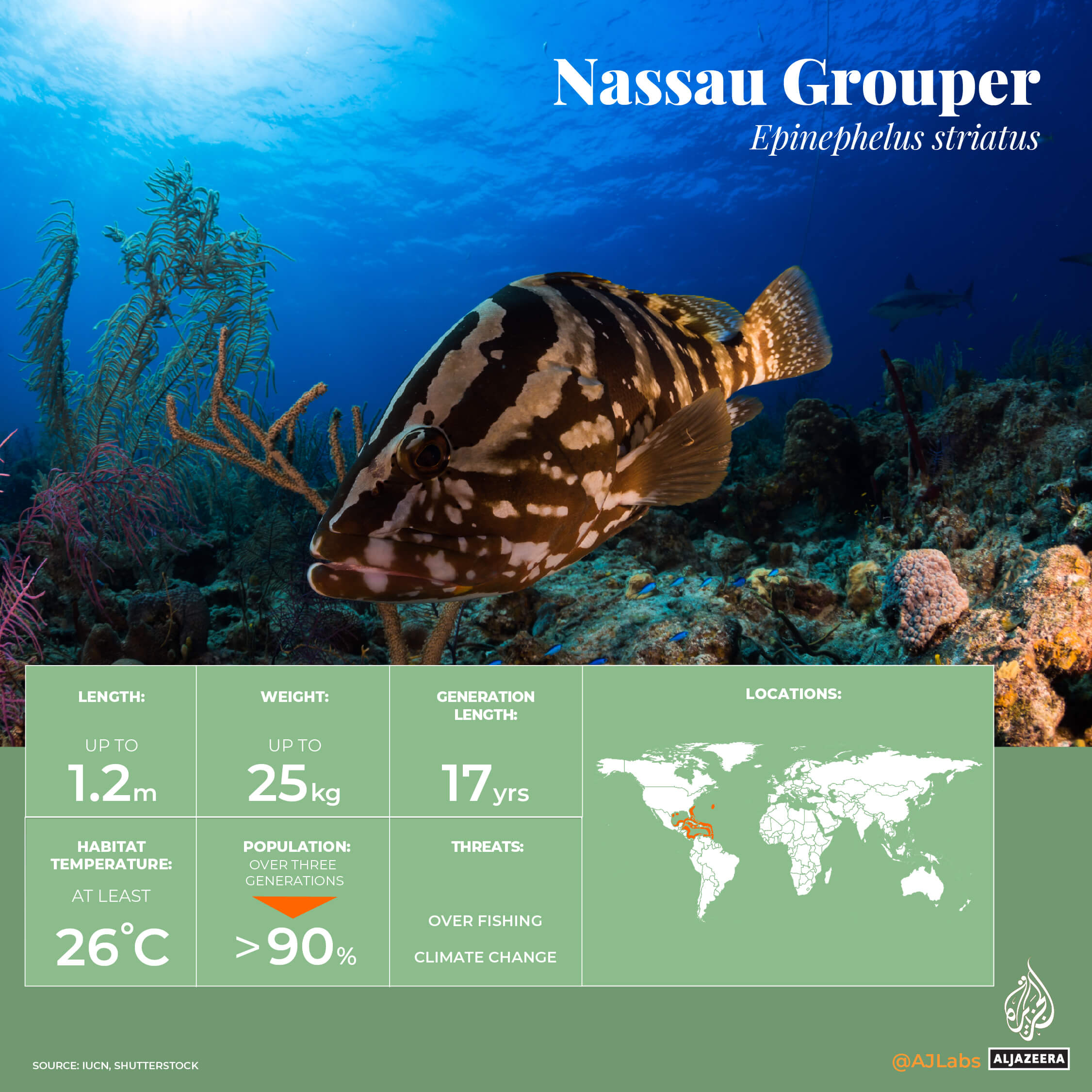 INTERACTIVE_NassauGrouper