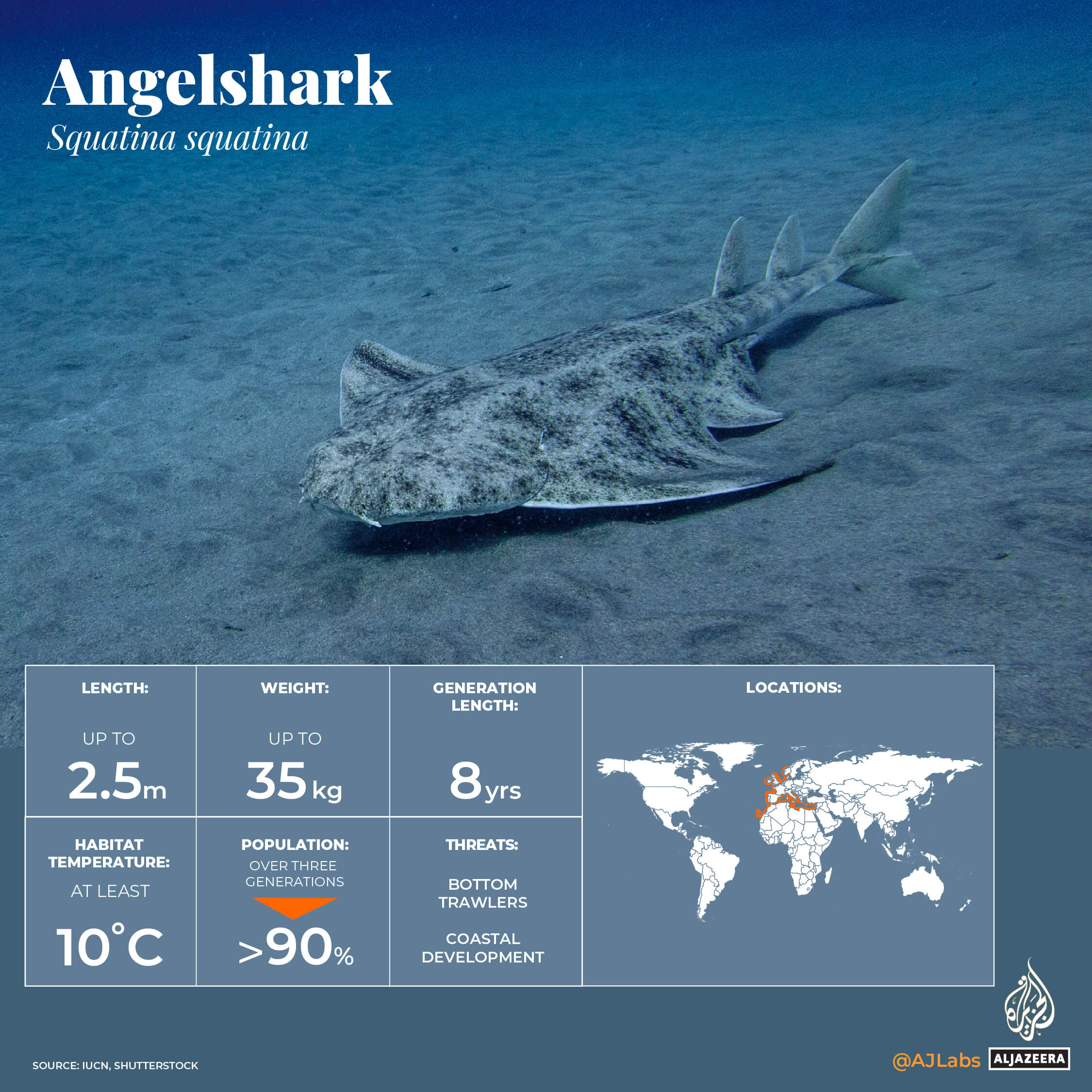 INTERACTIVE_World Oceans Day_CrtiicallyEndangeredMarineLife_Angelshark