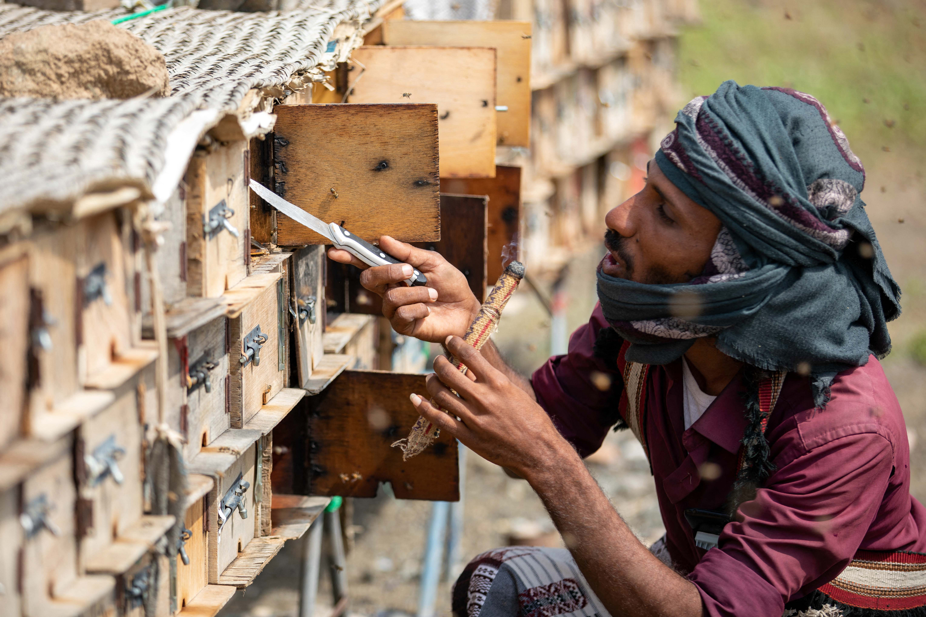 A Yemeni beekeeper uses smoke to calm bees,