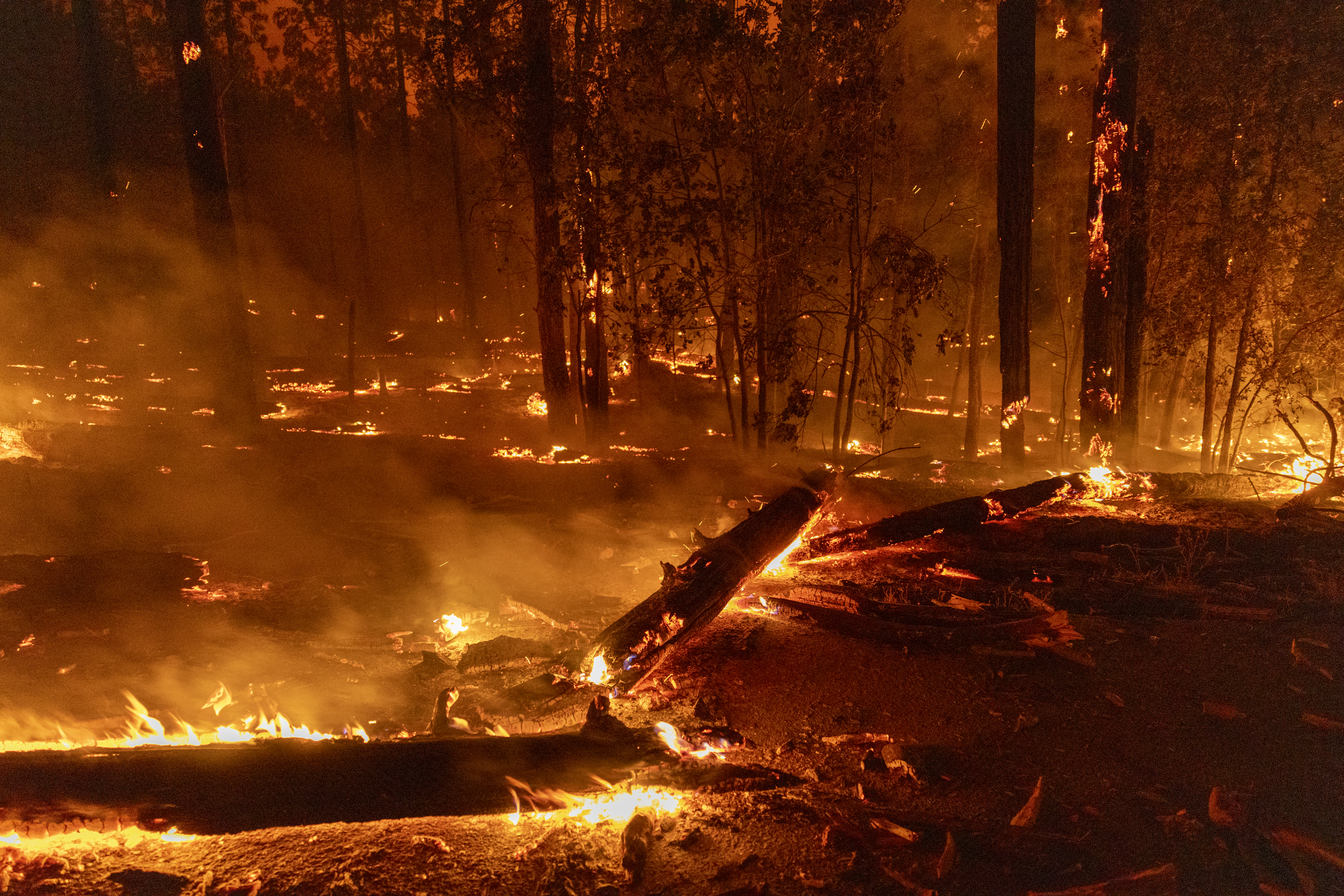 Fallen tree trunks and branches cover a road at the Oak Fire near Midpines