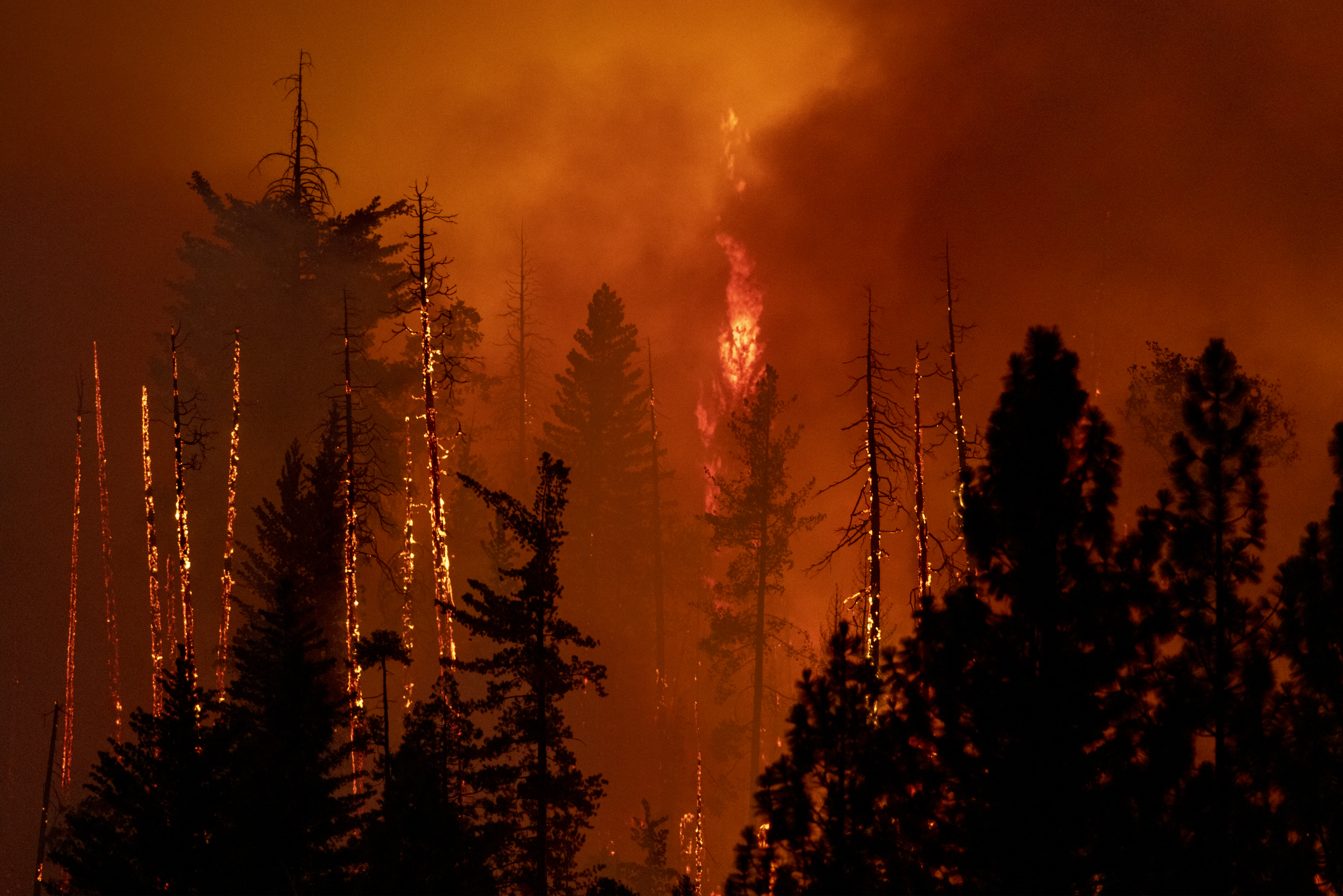 A forest is incinerated by the Oak Fire near Midpines, northeast of Mariposa, California, on July 23, 2022. - The California wildfire ripped through thousands of acres July 23 after being sparked a day earlier, as millions of Americans sweltered through scorching heat with already record-setting temperatures due to climb. (Photo by DAVID MCNEW / AFP)