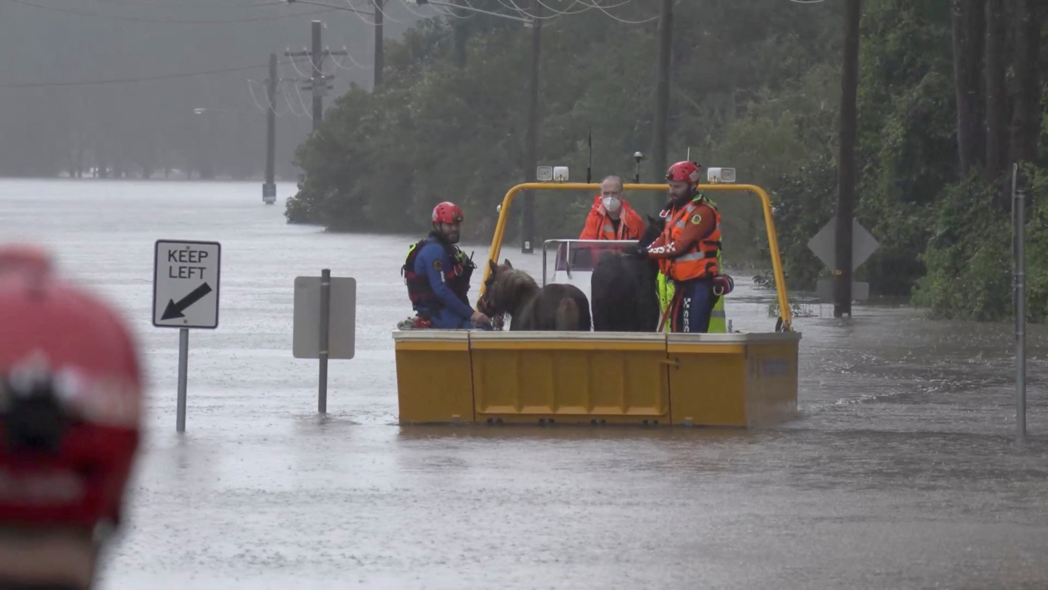 An emergency crew rescues two ponies from a flooded area in Milperra, Sydney