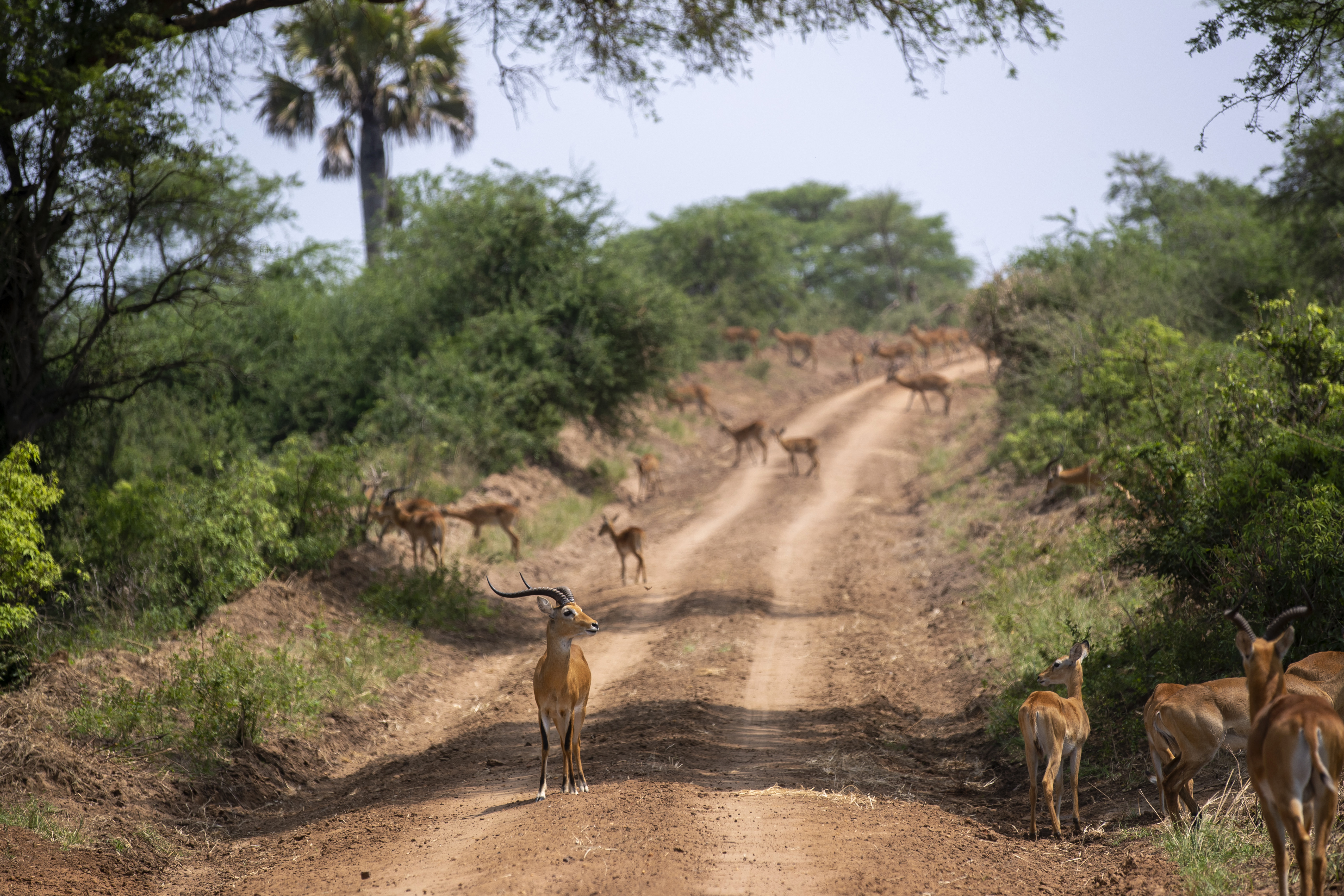 Antelopes are seen in Murchison Falls National Park, northwest Uganda