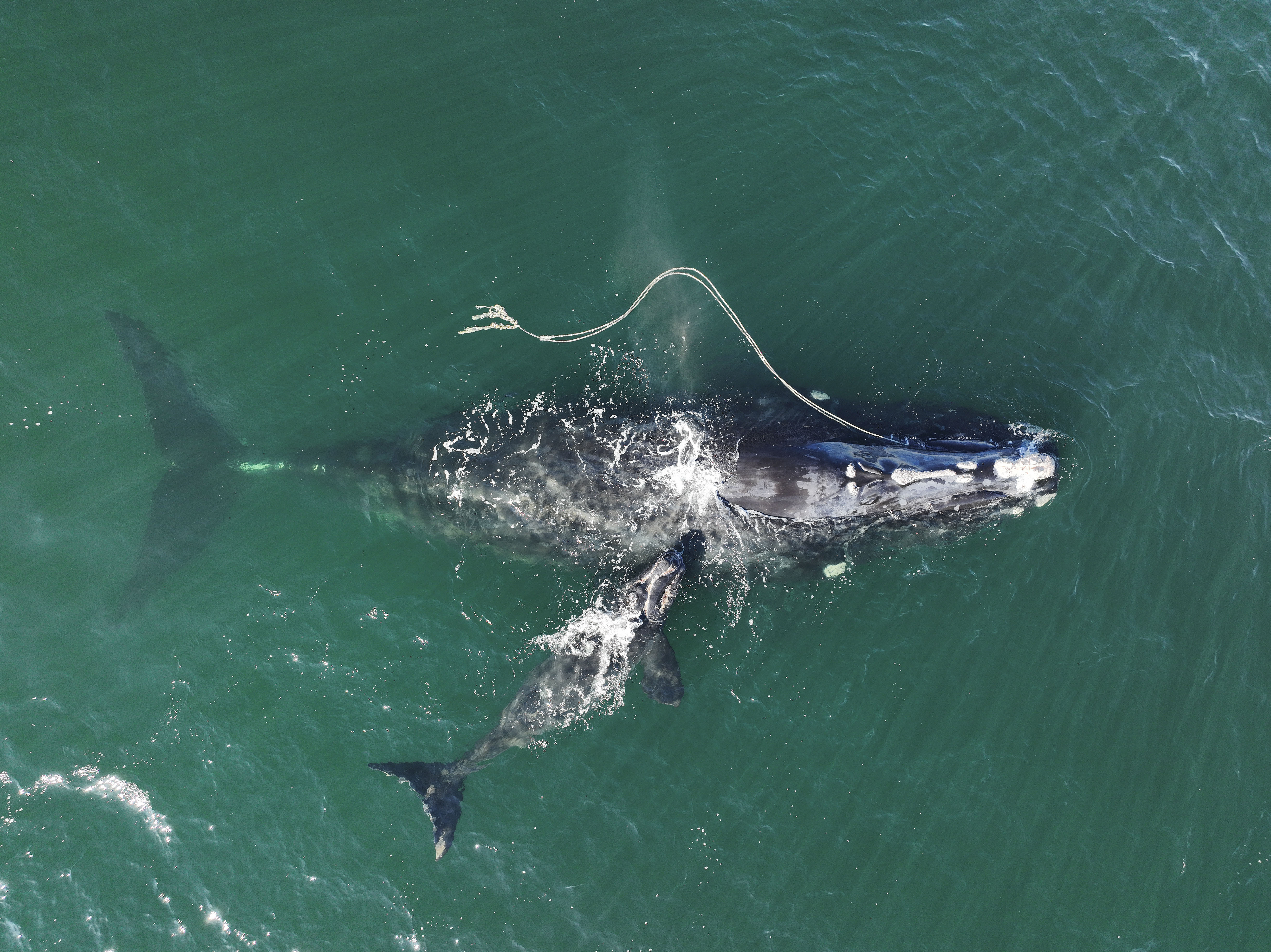 A North Atlantic right whale