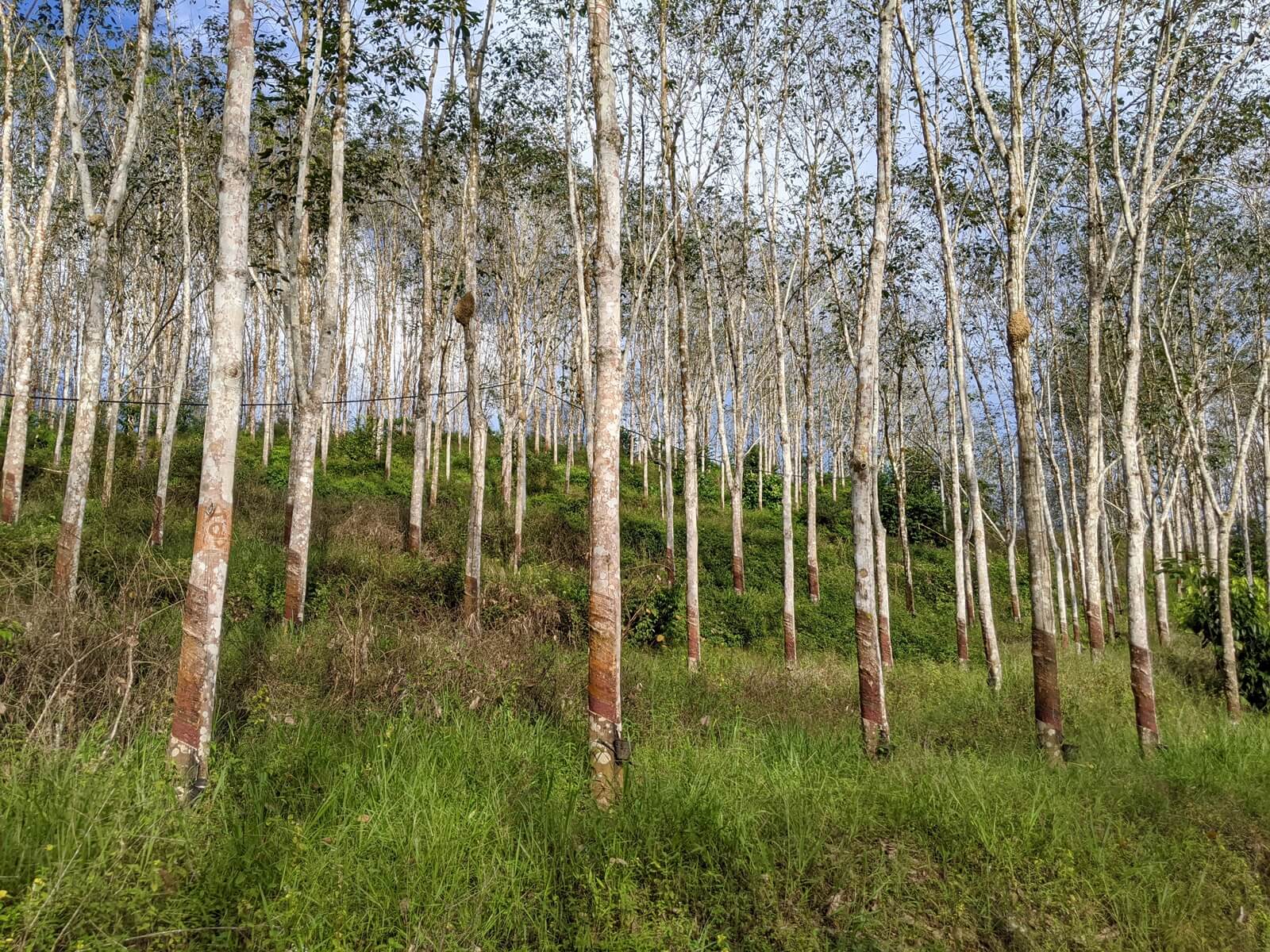 Orderly lines of rubber trees from a variety called Timber Latex Clone, which make up more than half of the forest plantation sites in Peninsular Malaysia.
