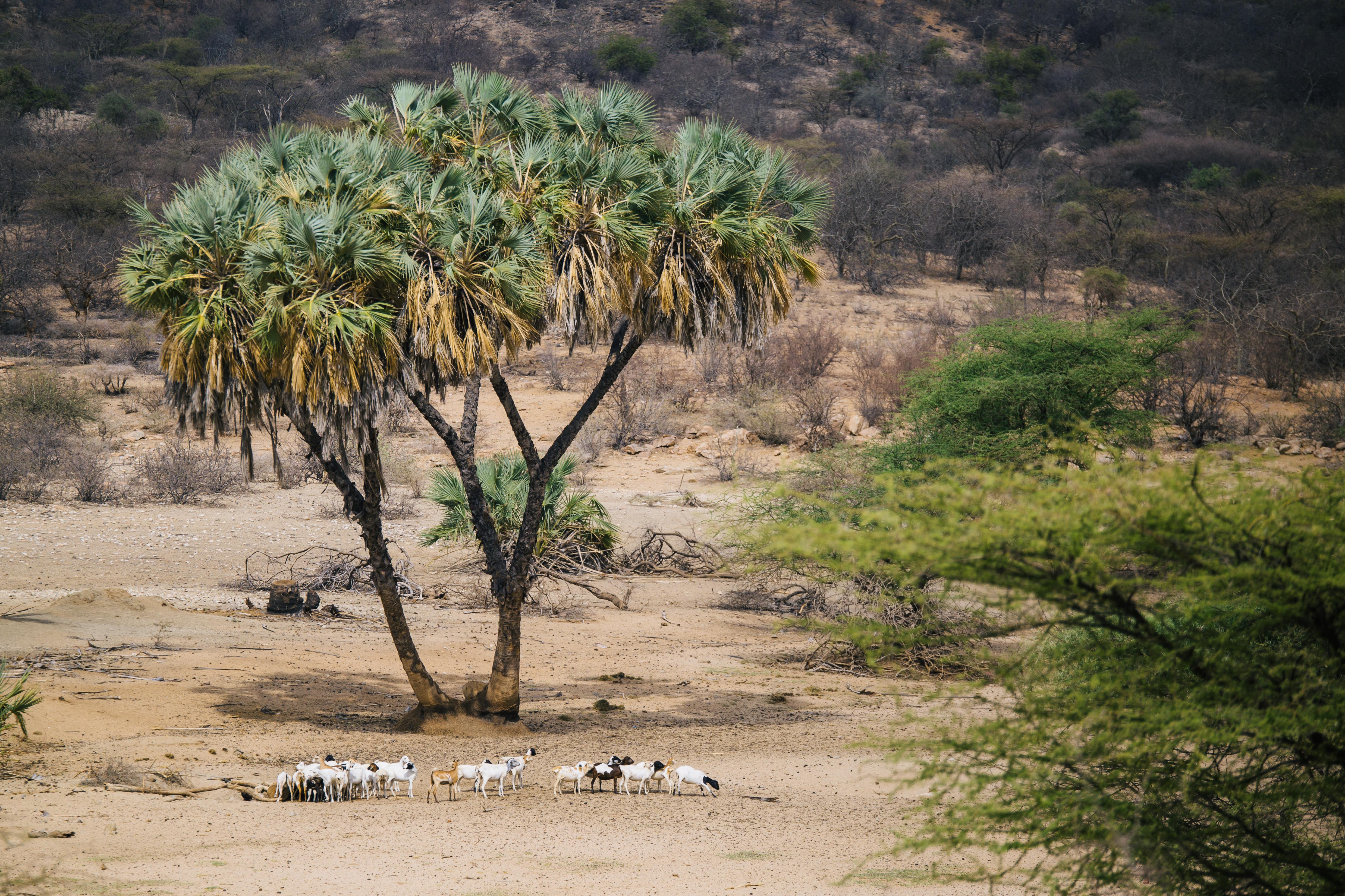Goats at the Gue watering hole in Kenya