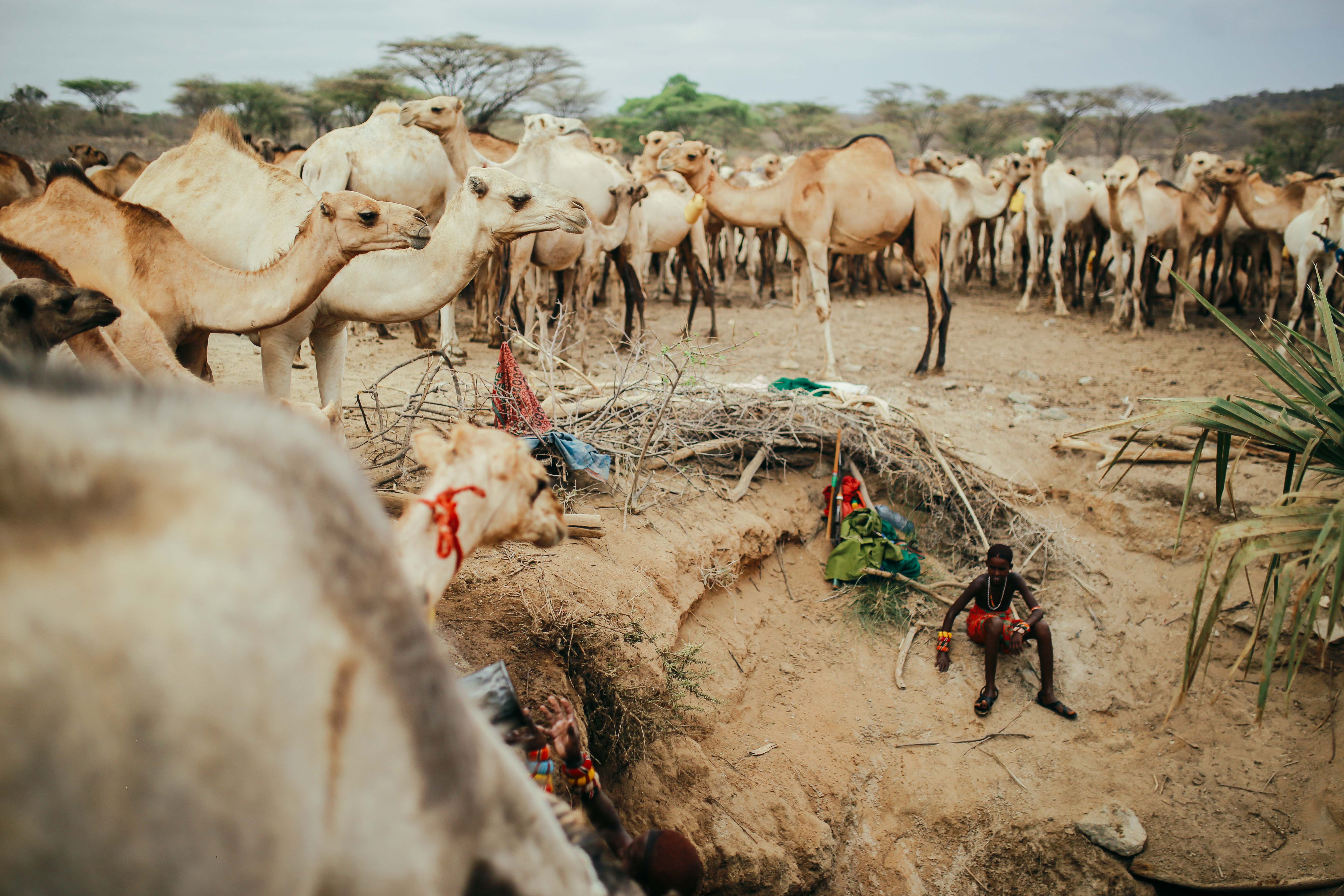 Camels rest and drink at a watering hole in Kenya