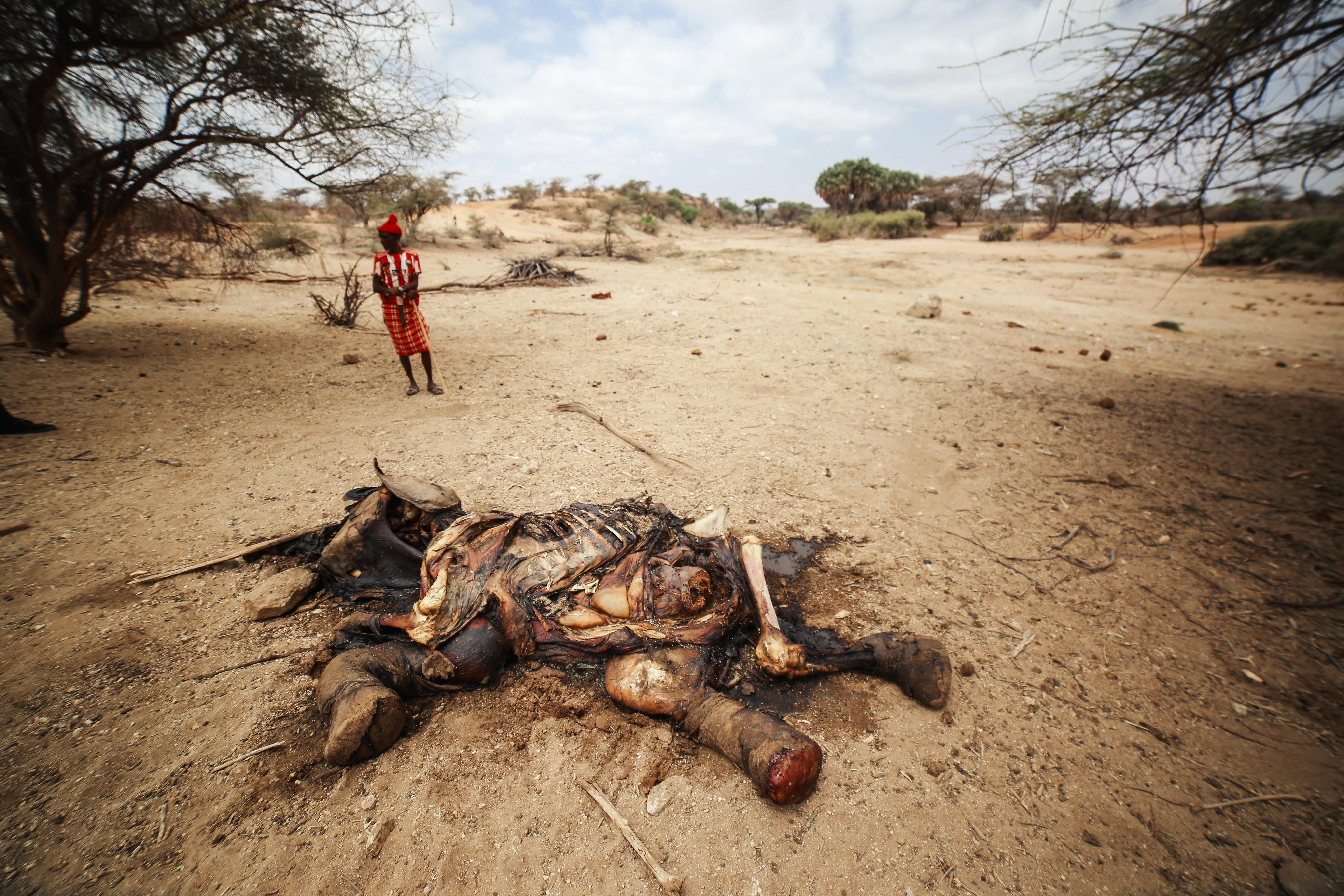 The carcass of a young elephant