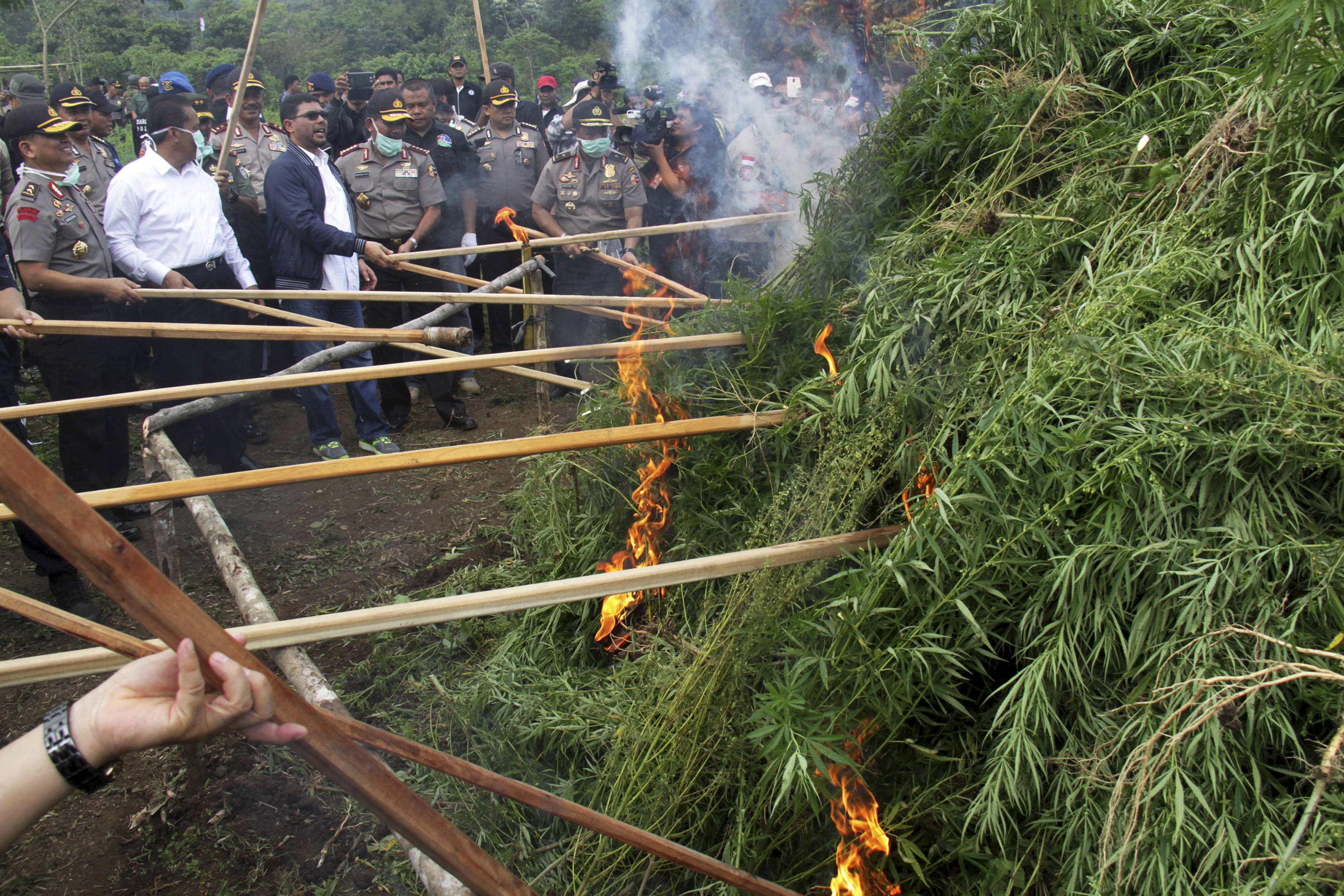 Indonesian police destroy marijuana plants discovered in Aceh