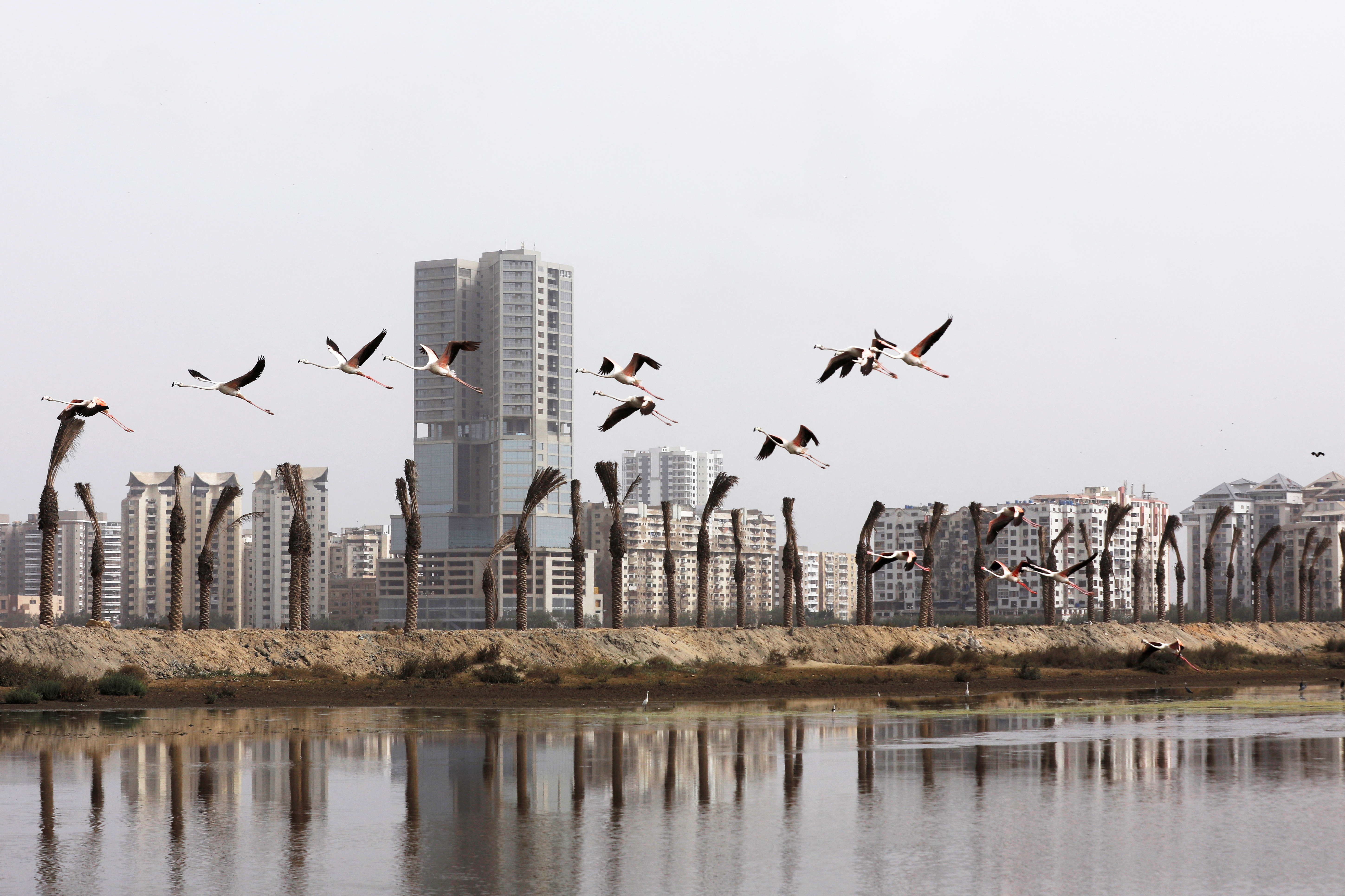 Pink flamingos fly past the new palm tree plantation