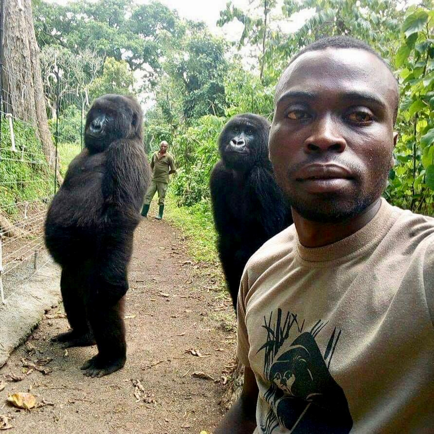 A ranger clicks a selfie with two gorillas at Virunga National Park in the DEmocratic Republic of the Congo, parts of which have now been auctioned for oil.