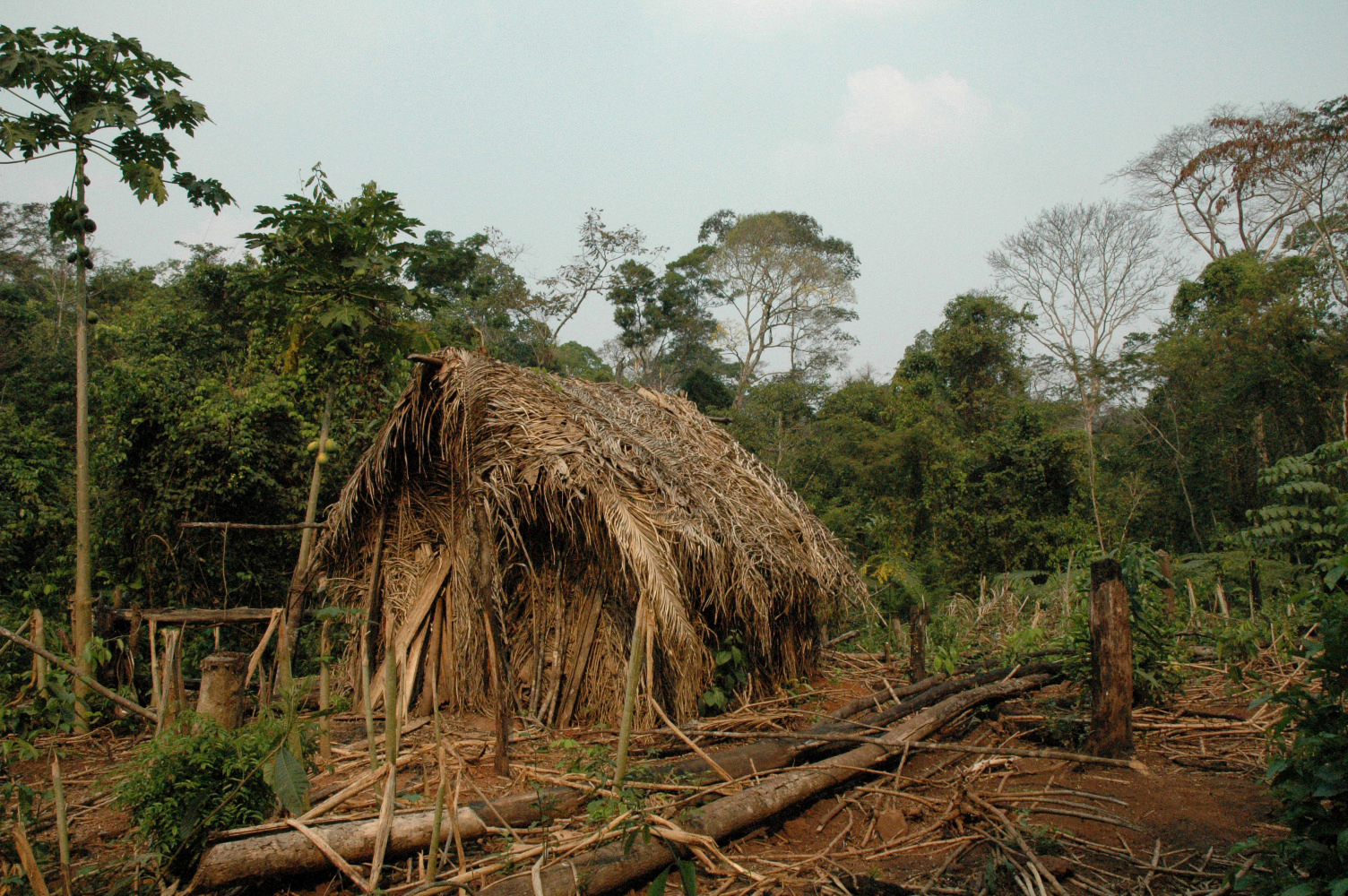 One of the huts of the 'man of the hole' in Brazil's western Amazon region