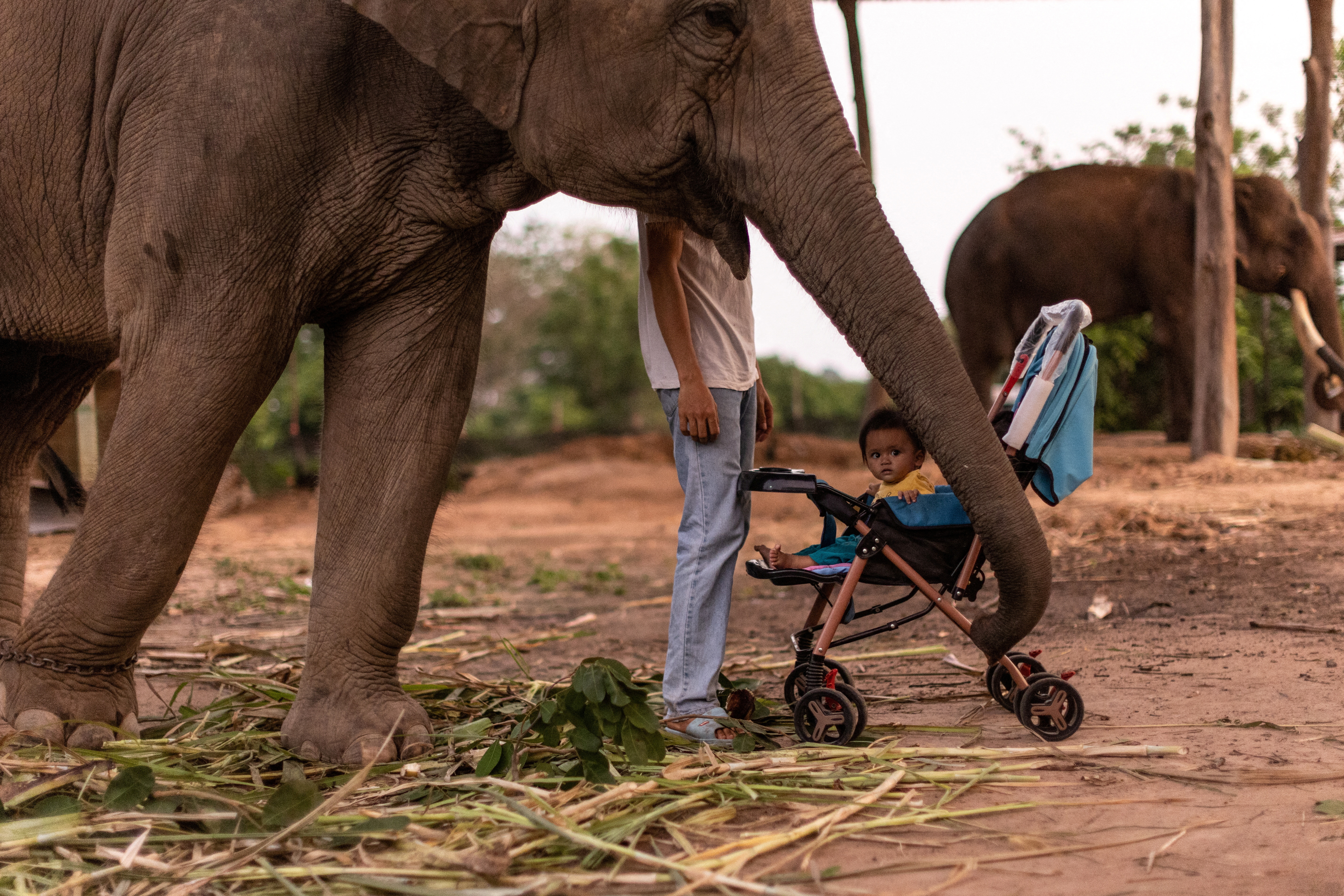 Thailand elephants