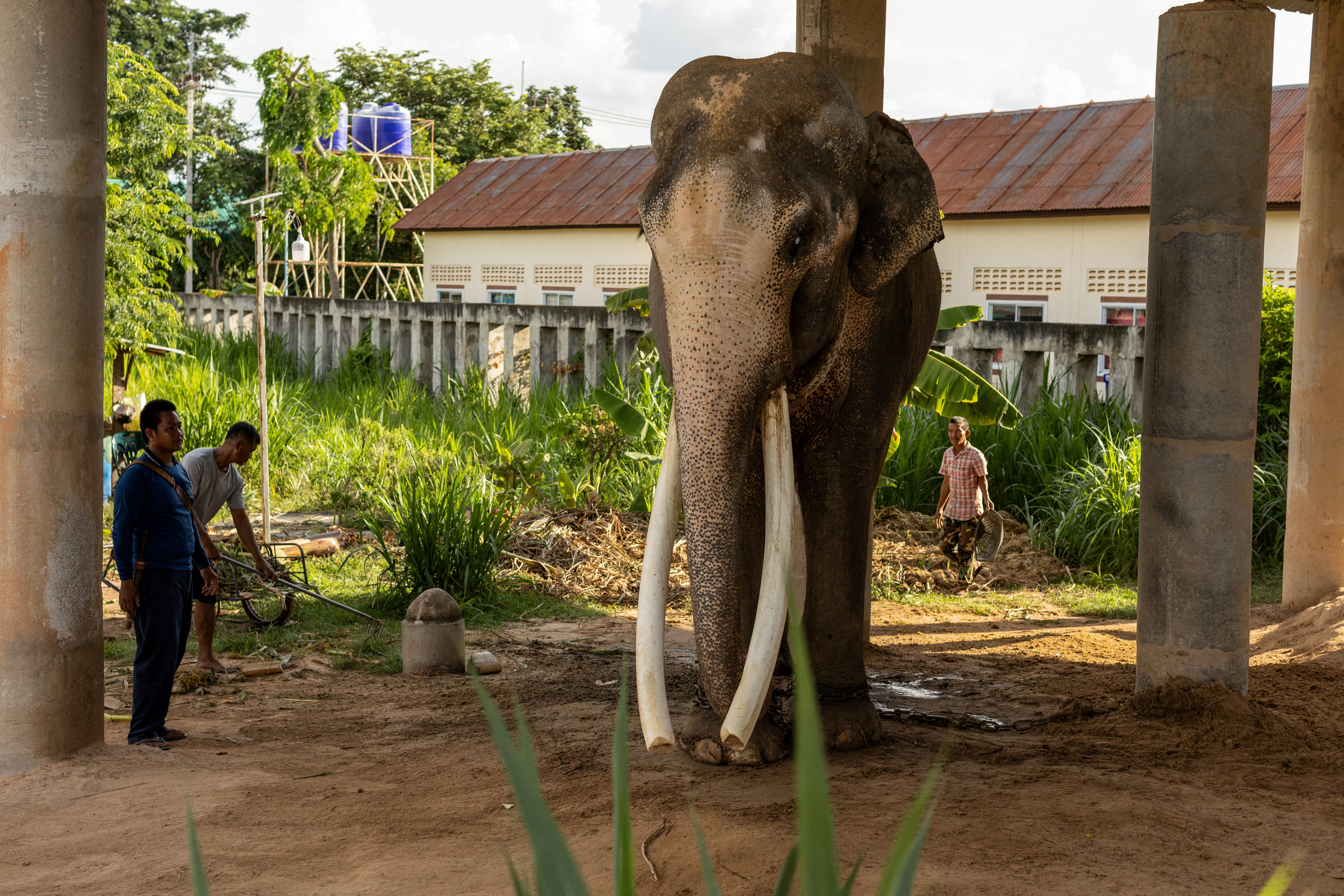 Thailand elephants
