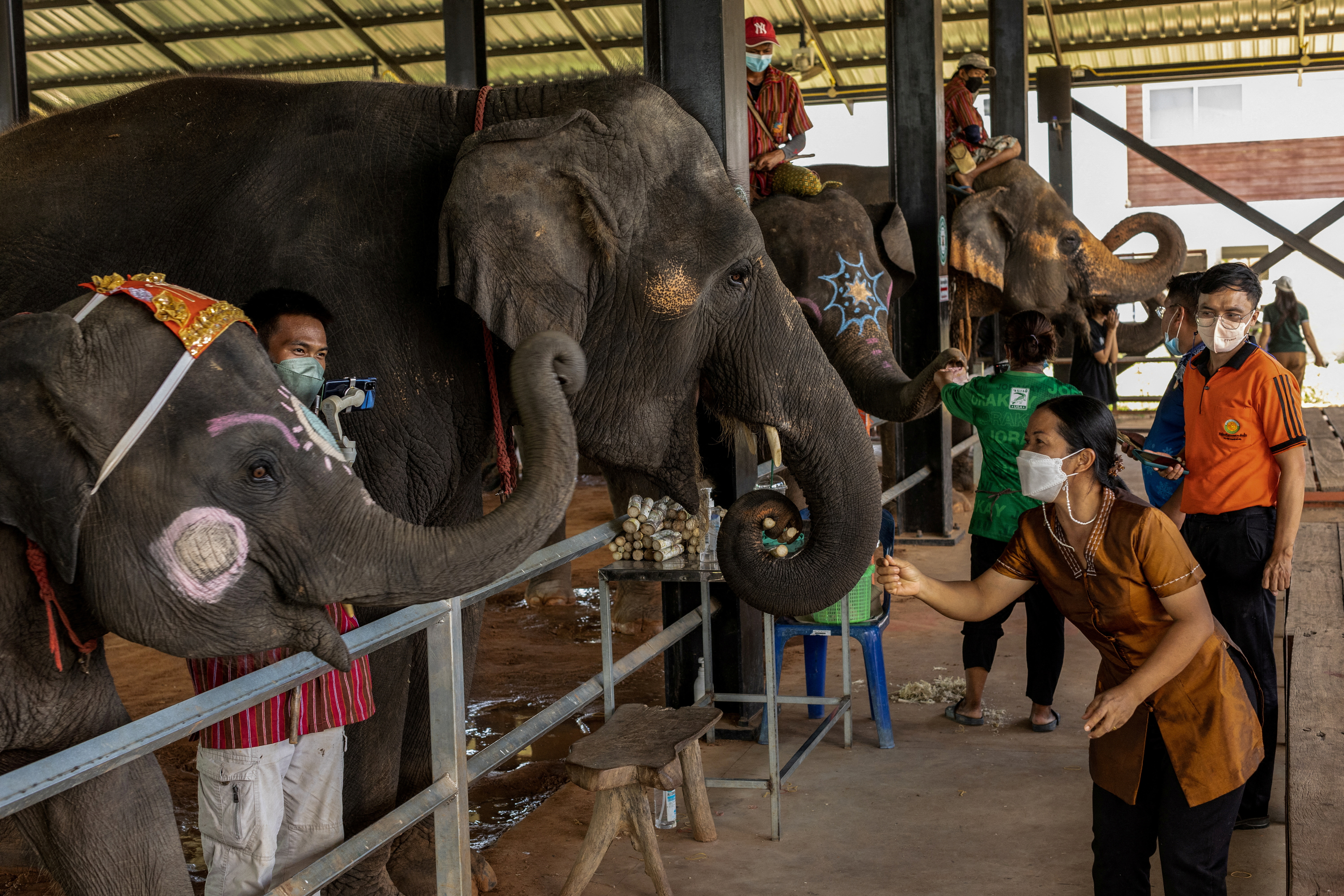 Thailand elephants
