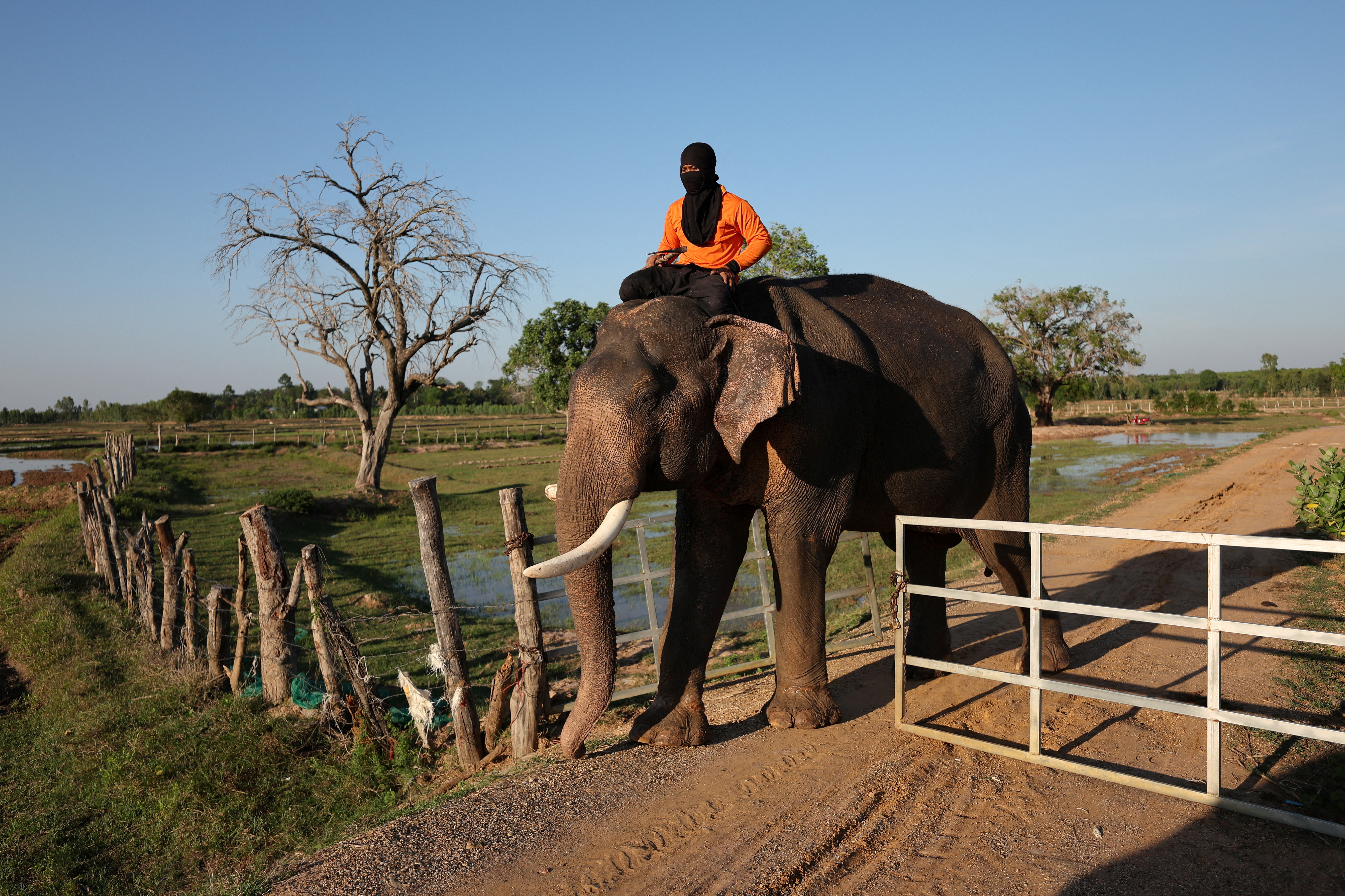 Thailand elephants