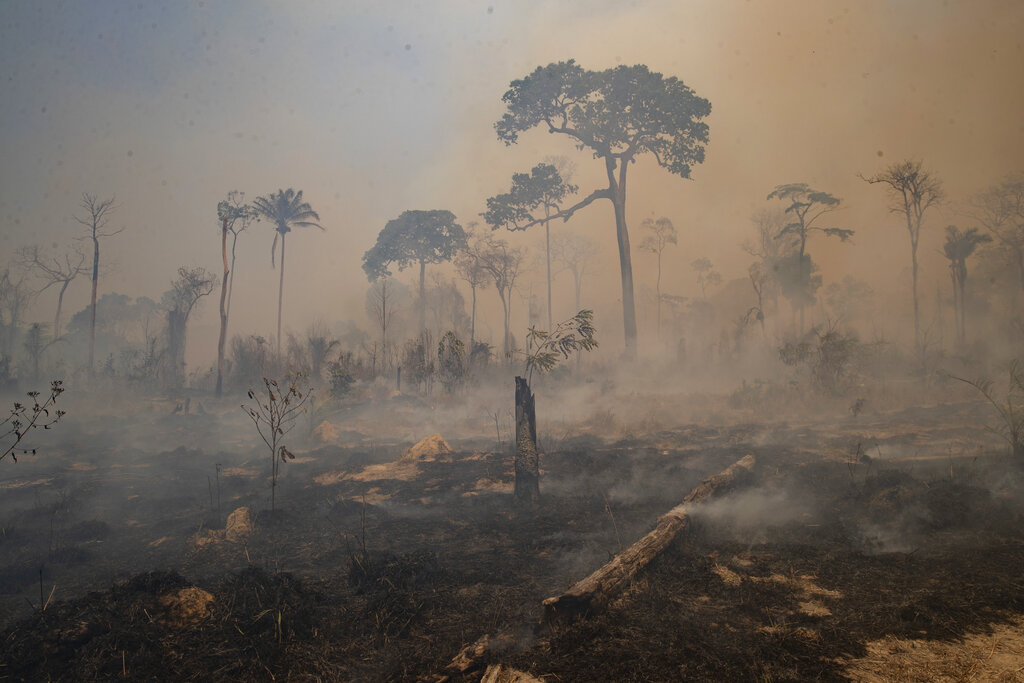 An area of the Amazon scorched by fire