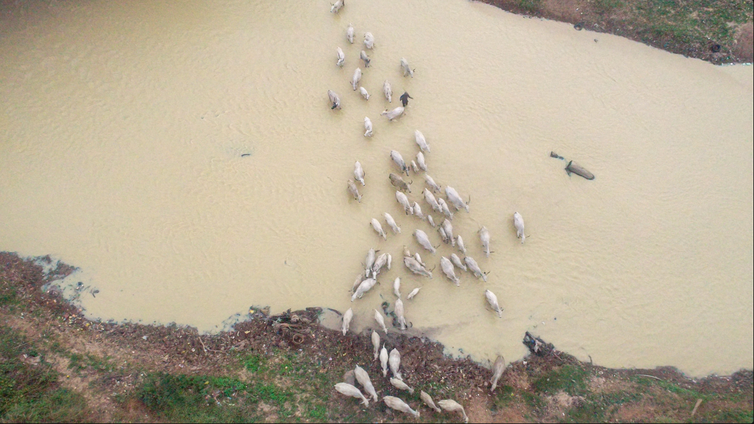 Cows crossing a polluted section of the Osun river in southwest Nigeria