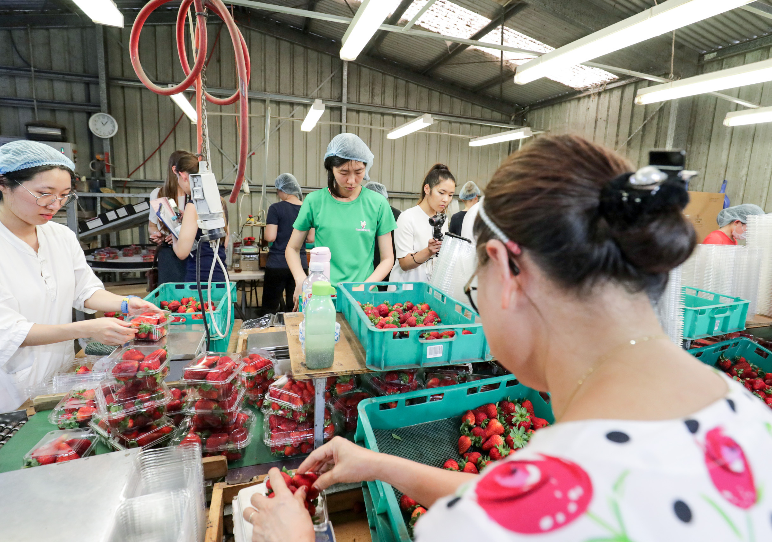 Women packing strawberries at a farm in the state of Queensland, Autralia.