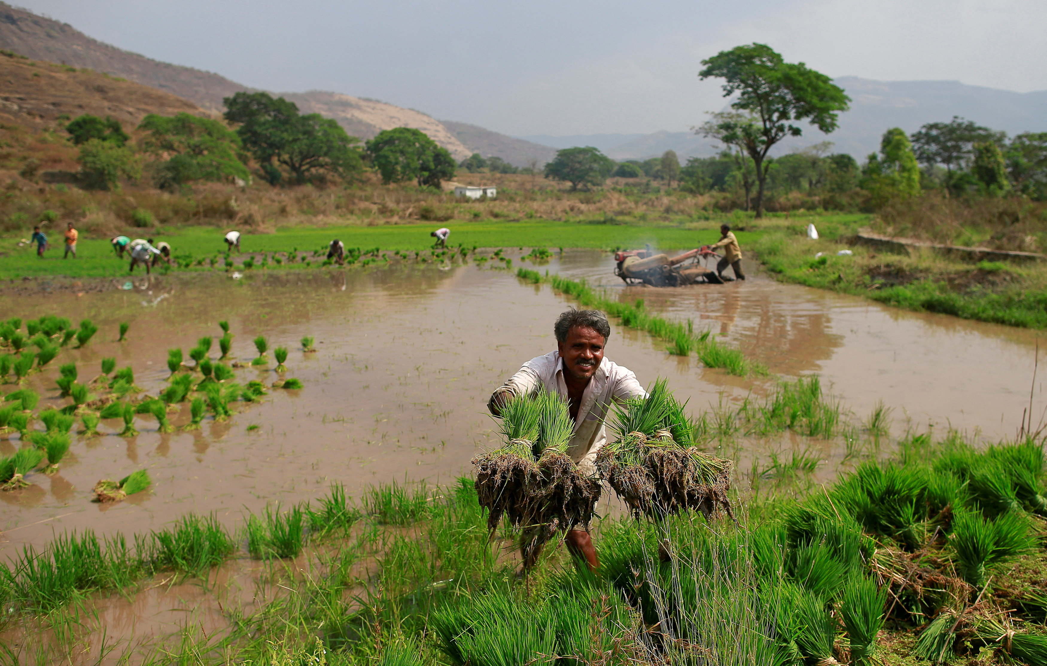 India crop damage