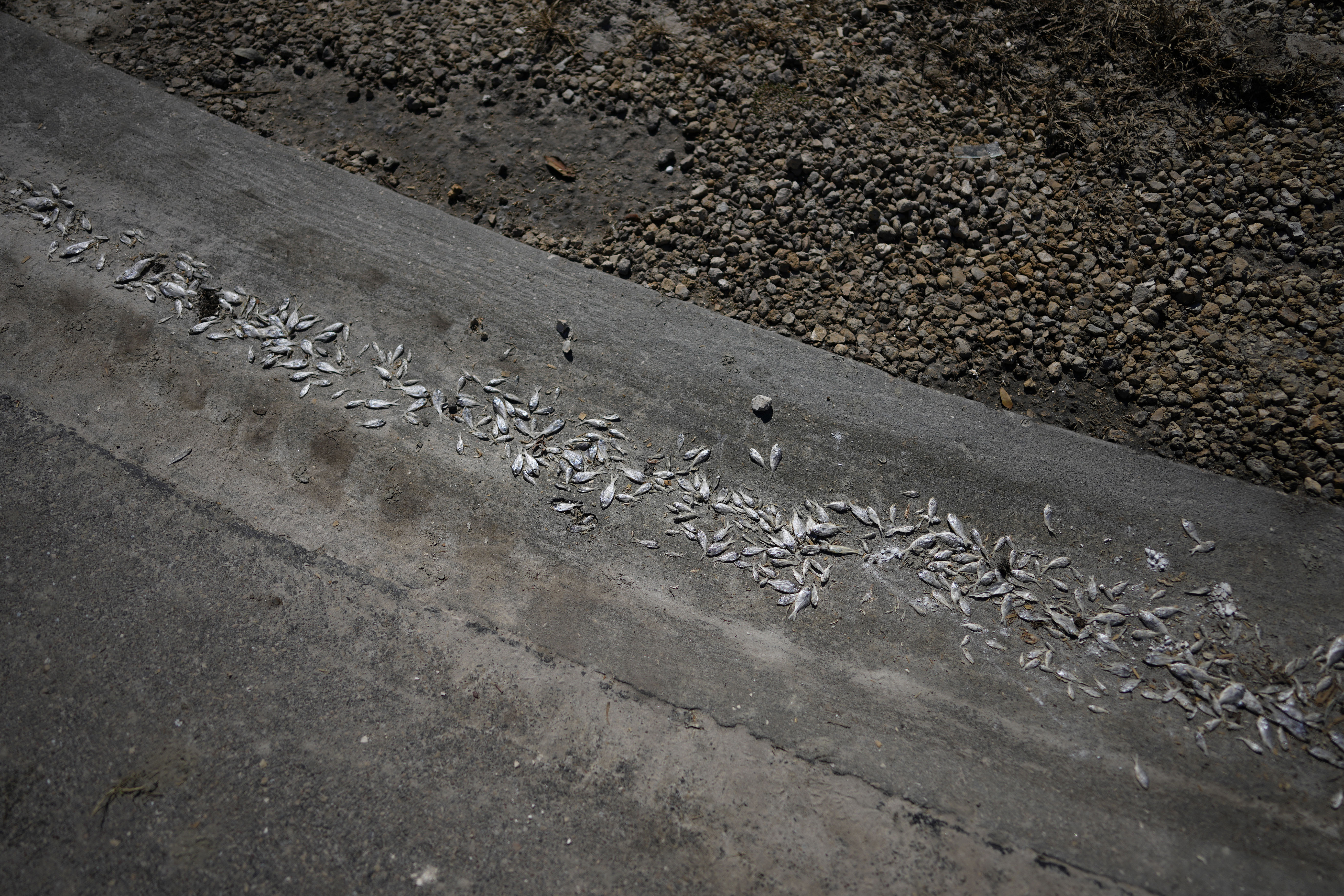 Fish lie dead at the edge of a road after the passage of Hurricane Ian, inside a trailer park on San Carlos Boulevard in Fort Myers Beach