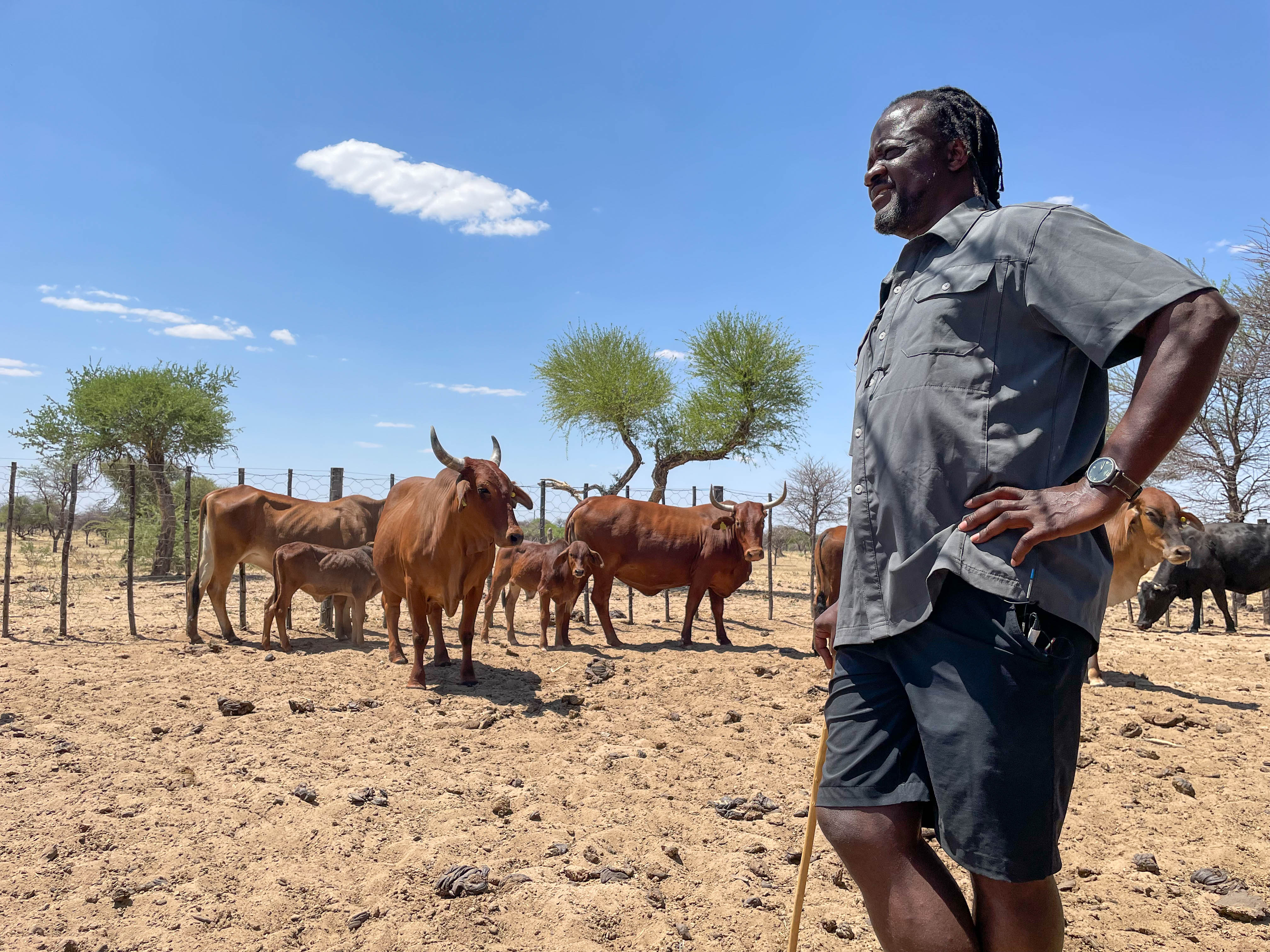A man in a village in Namibia, with cows in the background