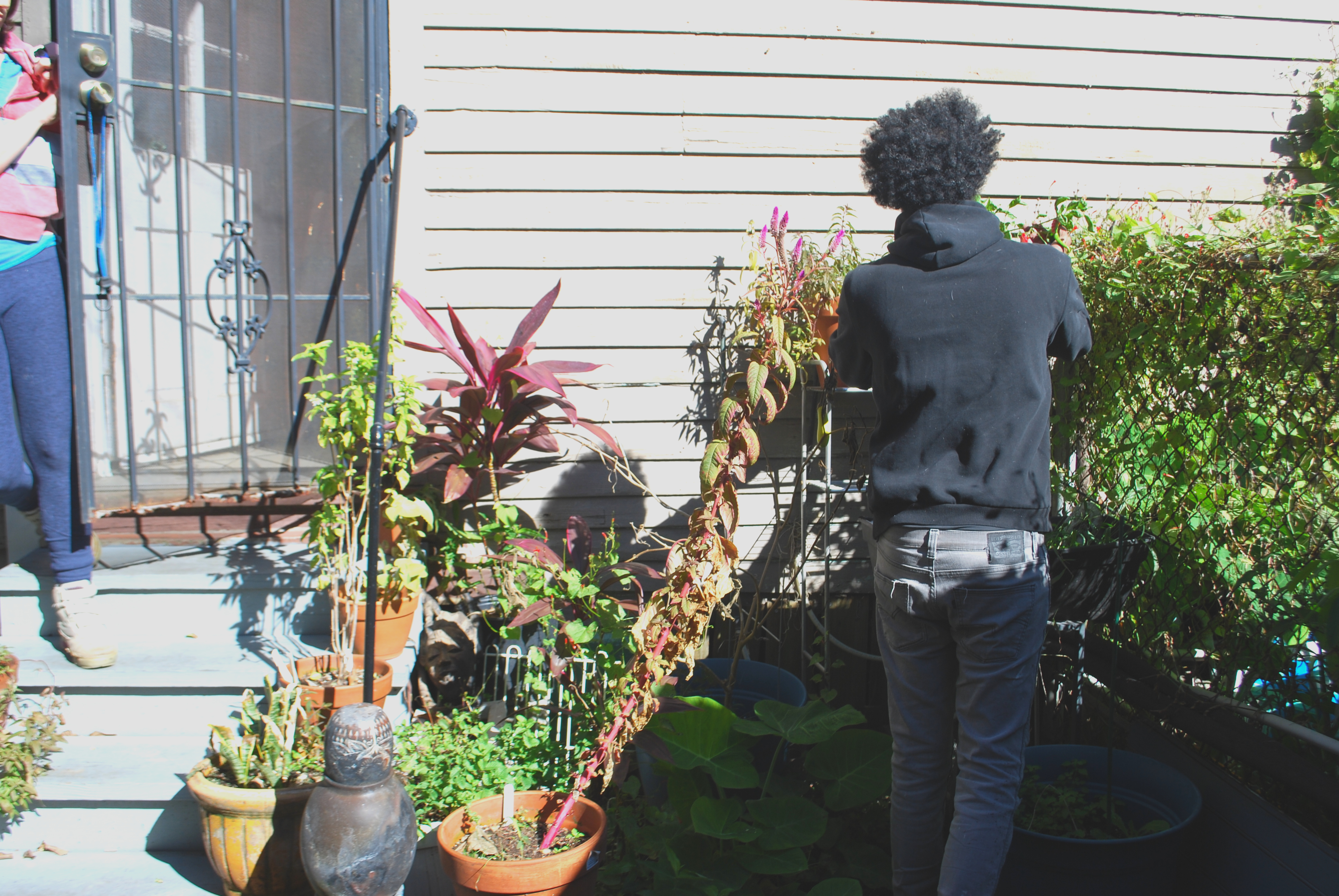 A photo of Aman plucking dead leaves off a hot pepper plant in Amber's backyard.