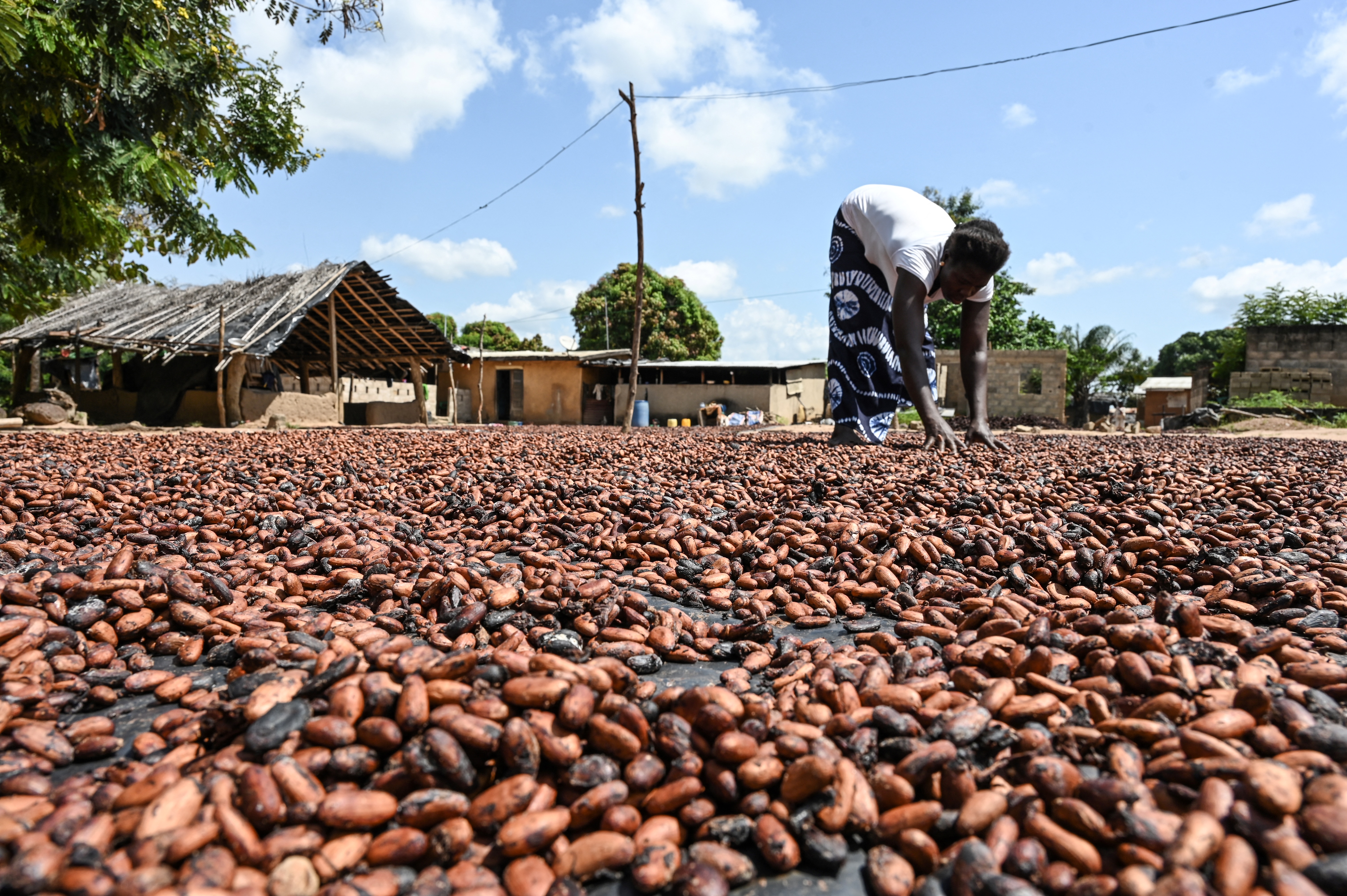 Cocoa farmer