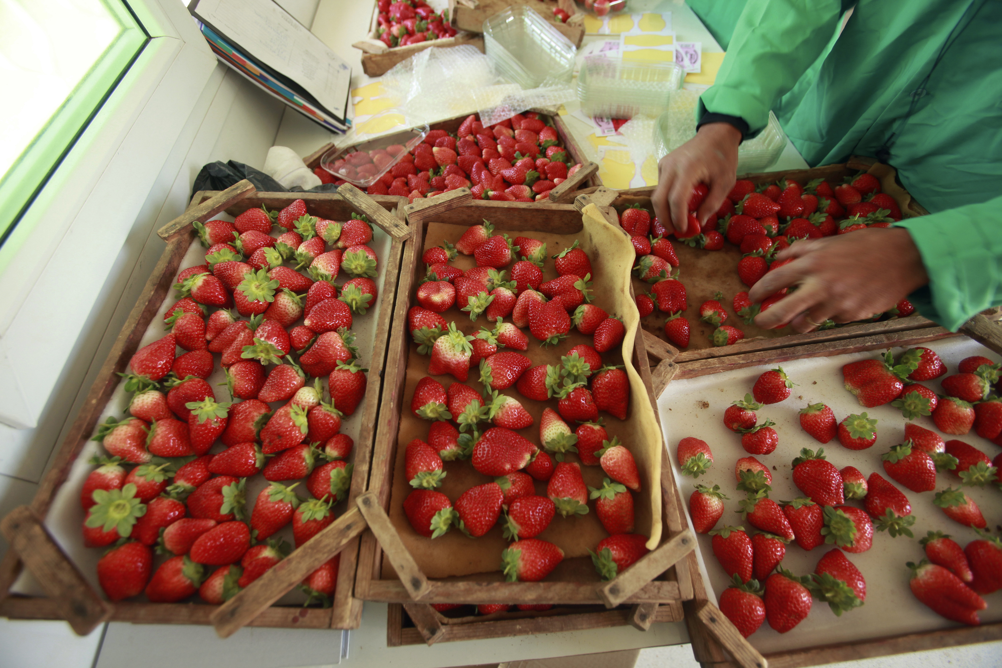 A Palestinian farmer sorts freshly harvested strawberries for export on a farm in Beit Lahiya, in the northern Gaza Strip, in this November 27, 2010 file photo.