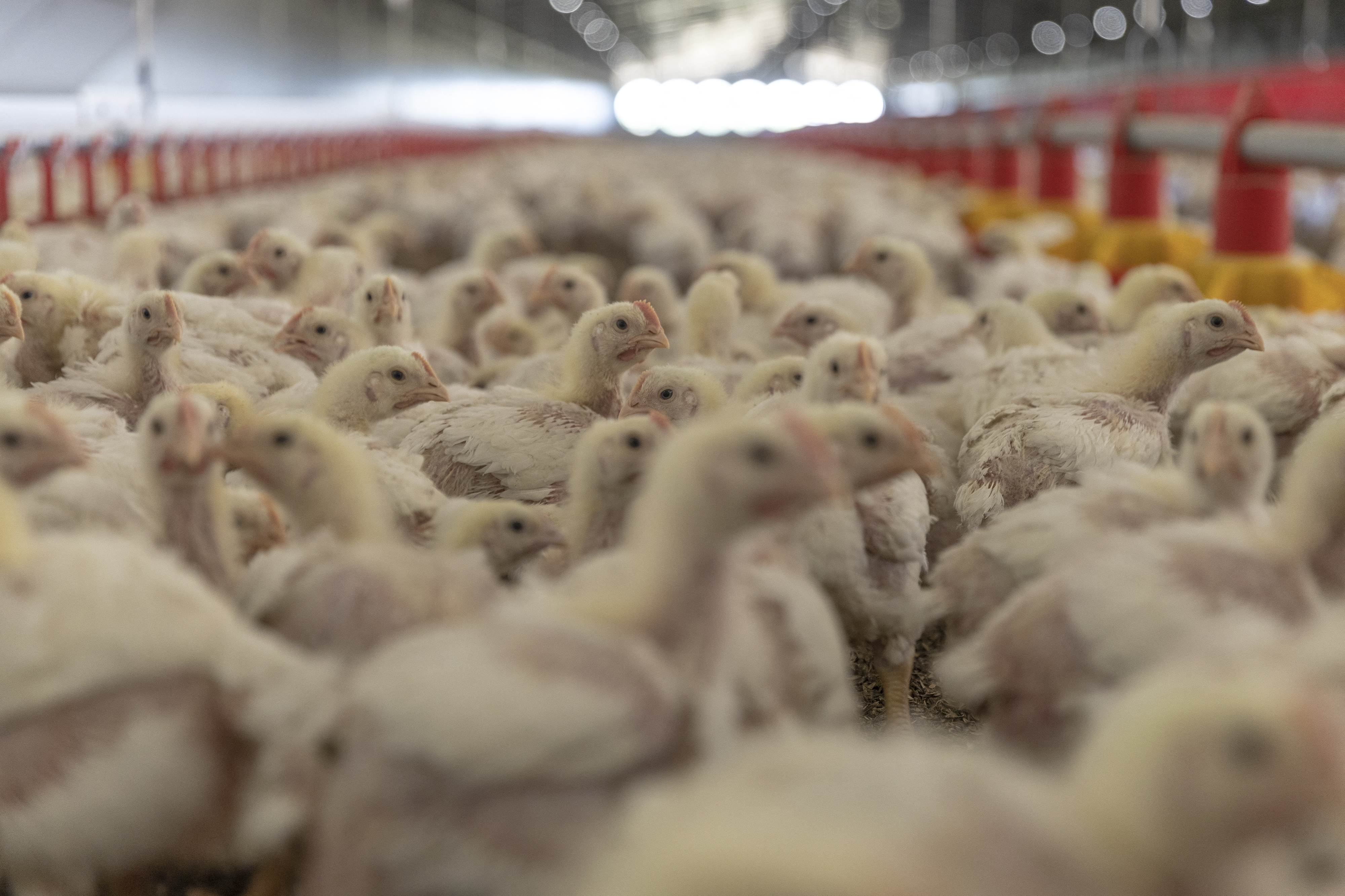 Record power cuts have caused shortages of some staples,