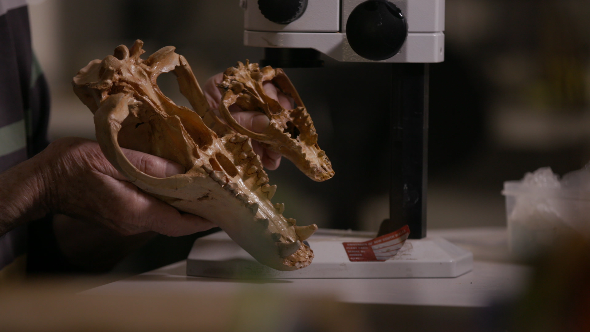 A photo of Mike Archer holding two thylacine skulls, the left one bigger than the left.